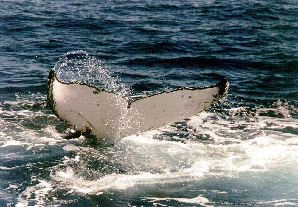 By Widewitt, CC BY-SA 3.0, https://commons.wikimedia.org/w/index.php?curid=1710930