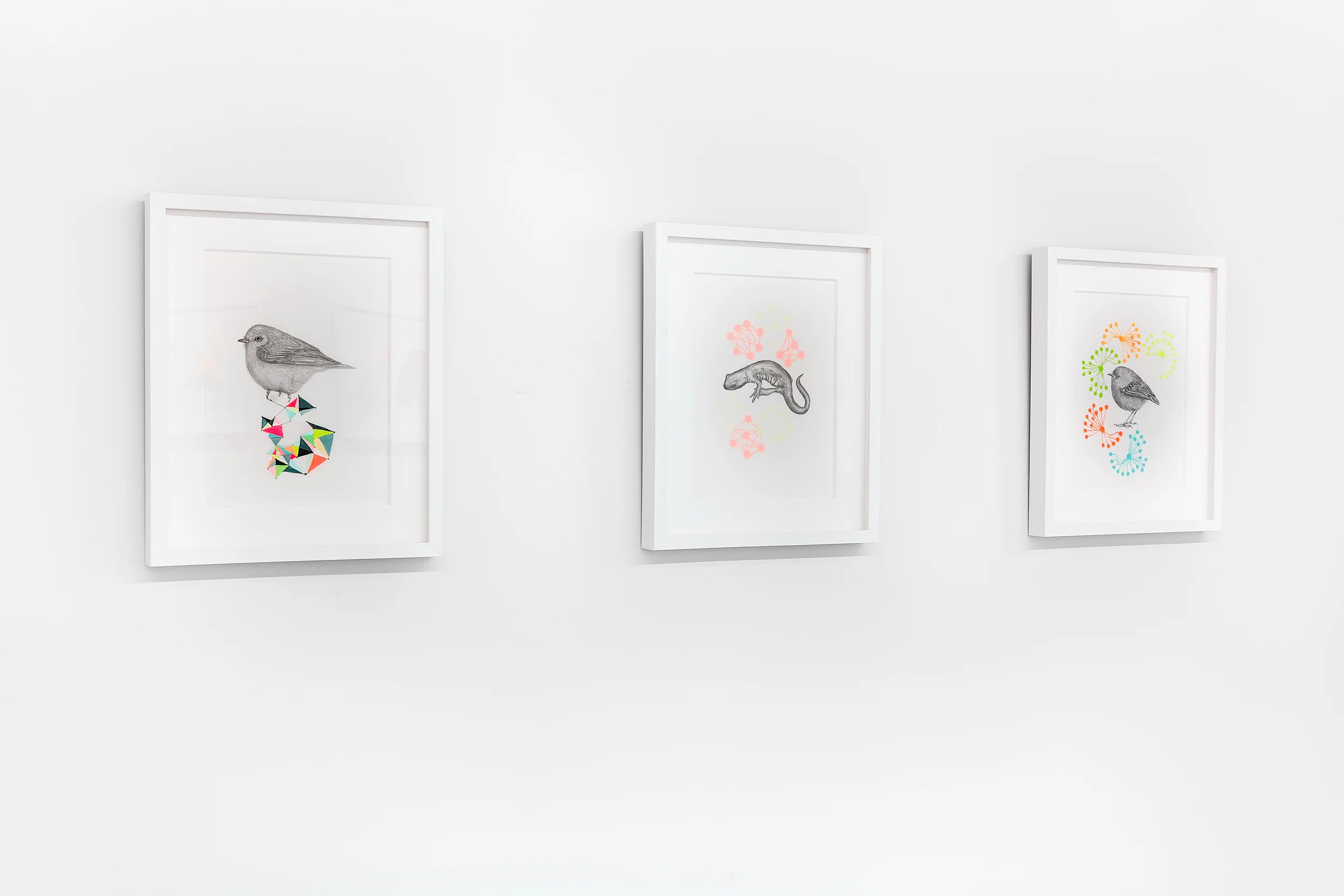 Tanya Chaly: Tektology Suite I-Salamander and Newt Photography: On White Wall