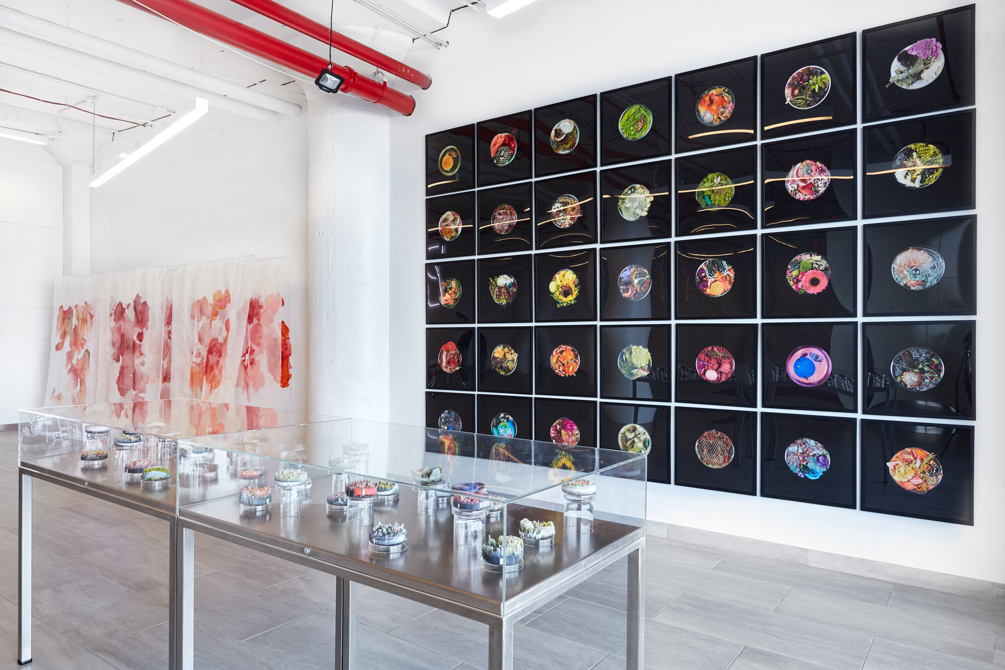  Suzanne Anker:  Vanitas (in a Petri Dish)  and  Remote Sensing  Photography: On White Wall 