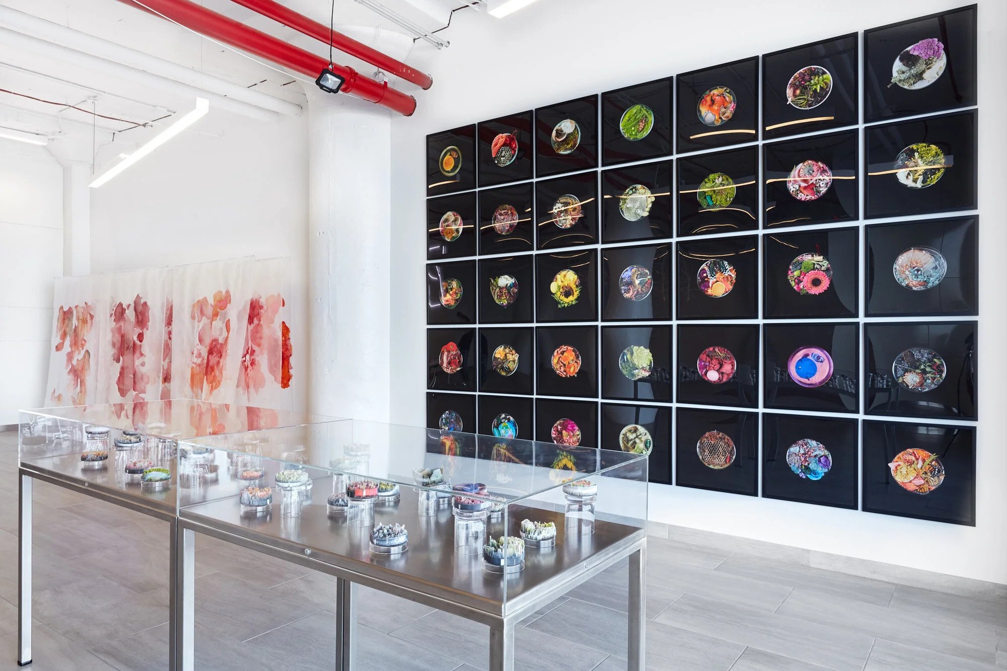  Suzanne Anker:  Vanitas (in a Petri Dish)  and  Remote Sensing  Photography: On White Wall 