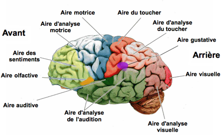Schéma fonctionnement zones sensorielles du cerveau. Calinescence - CaliNange