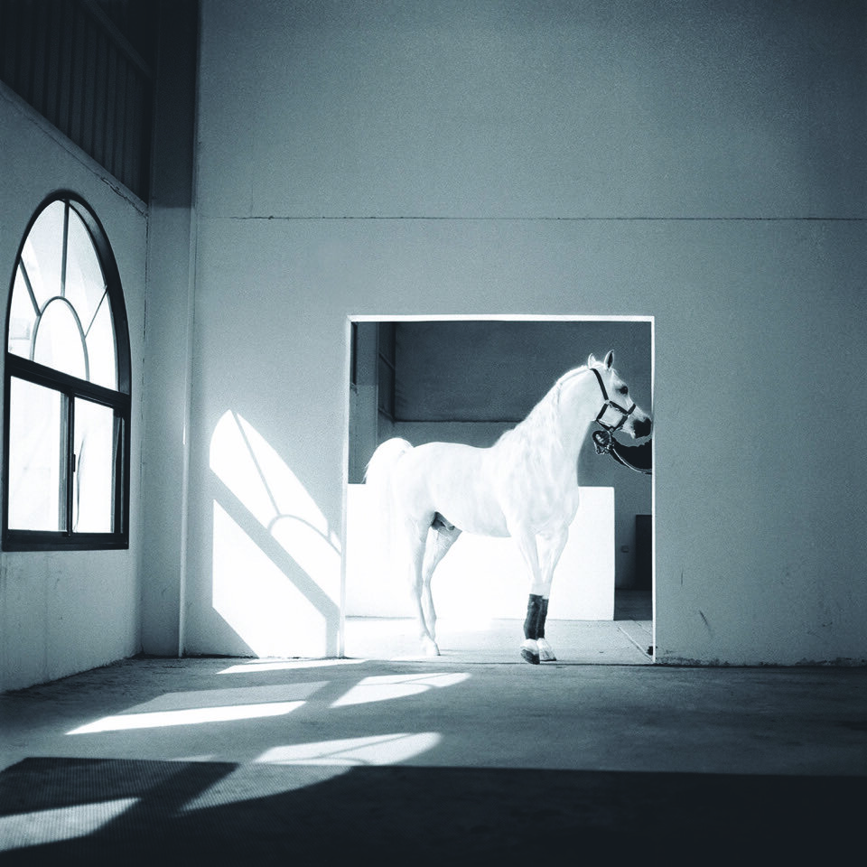 the-horse-meets-light-qatar-2003.jpeg