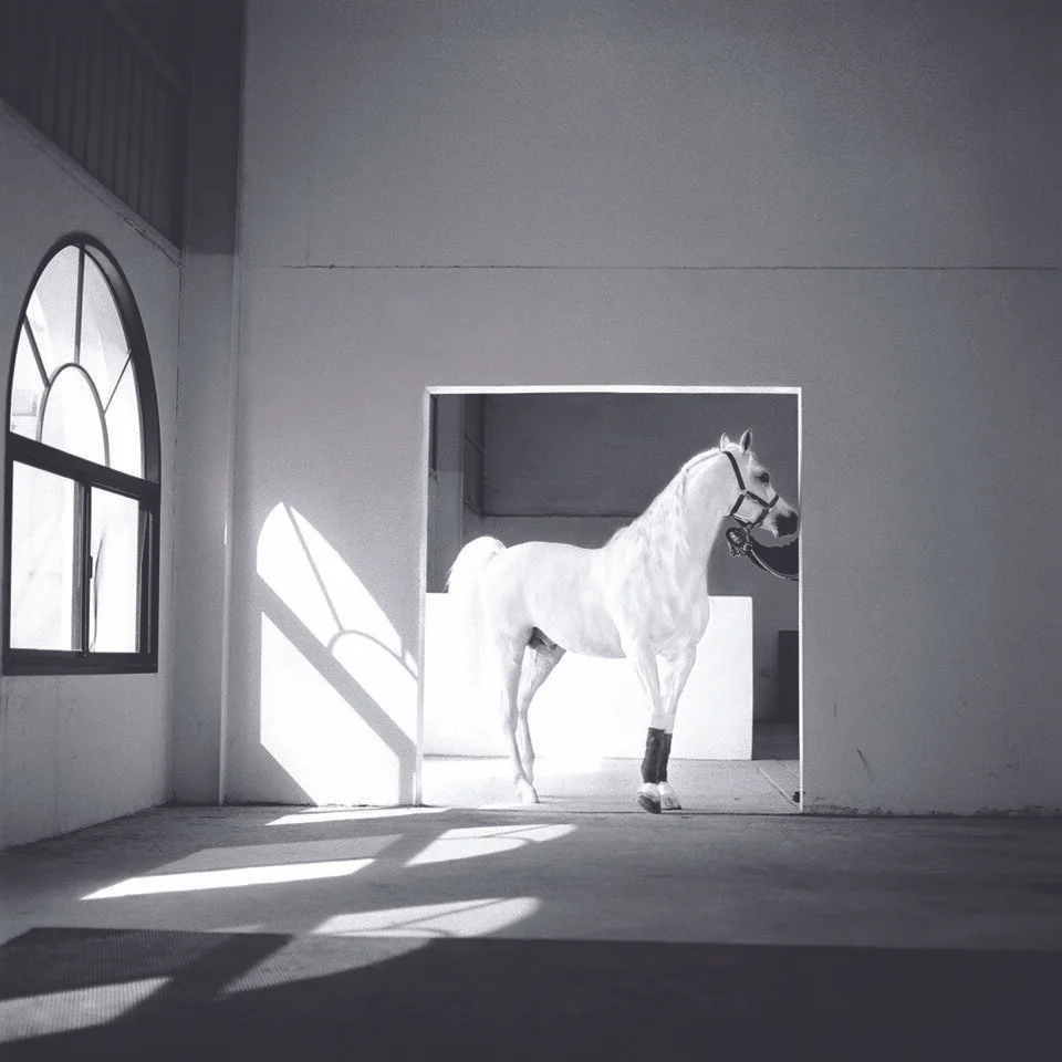 the-horse-meets-light-qatar-2003.jpeg