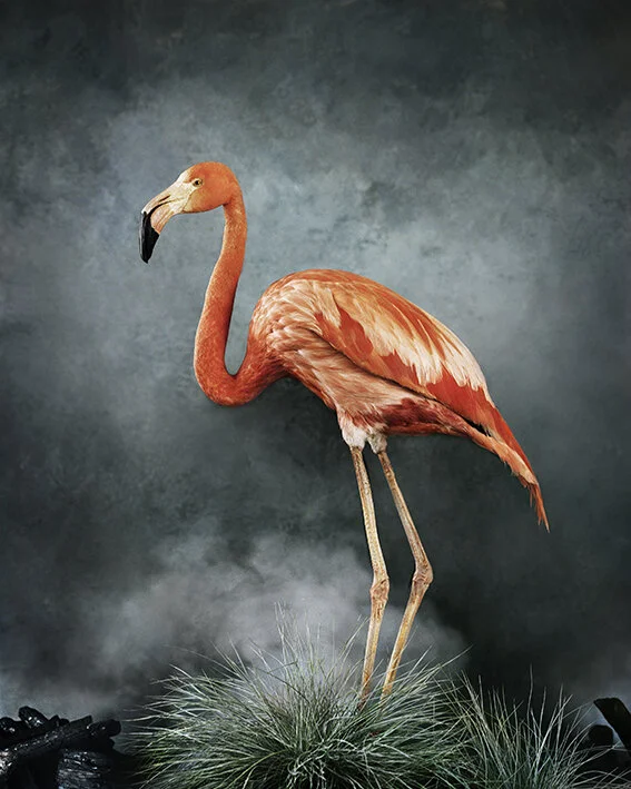 FLAMINGO.jpg