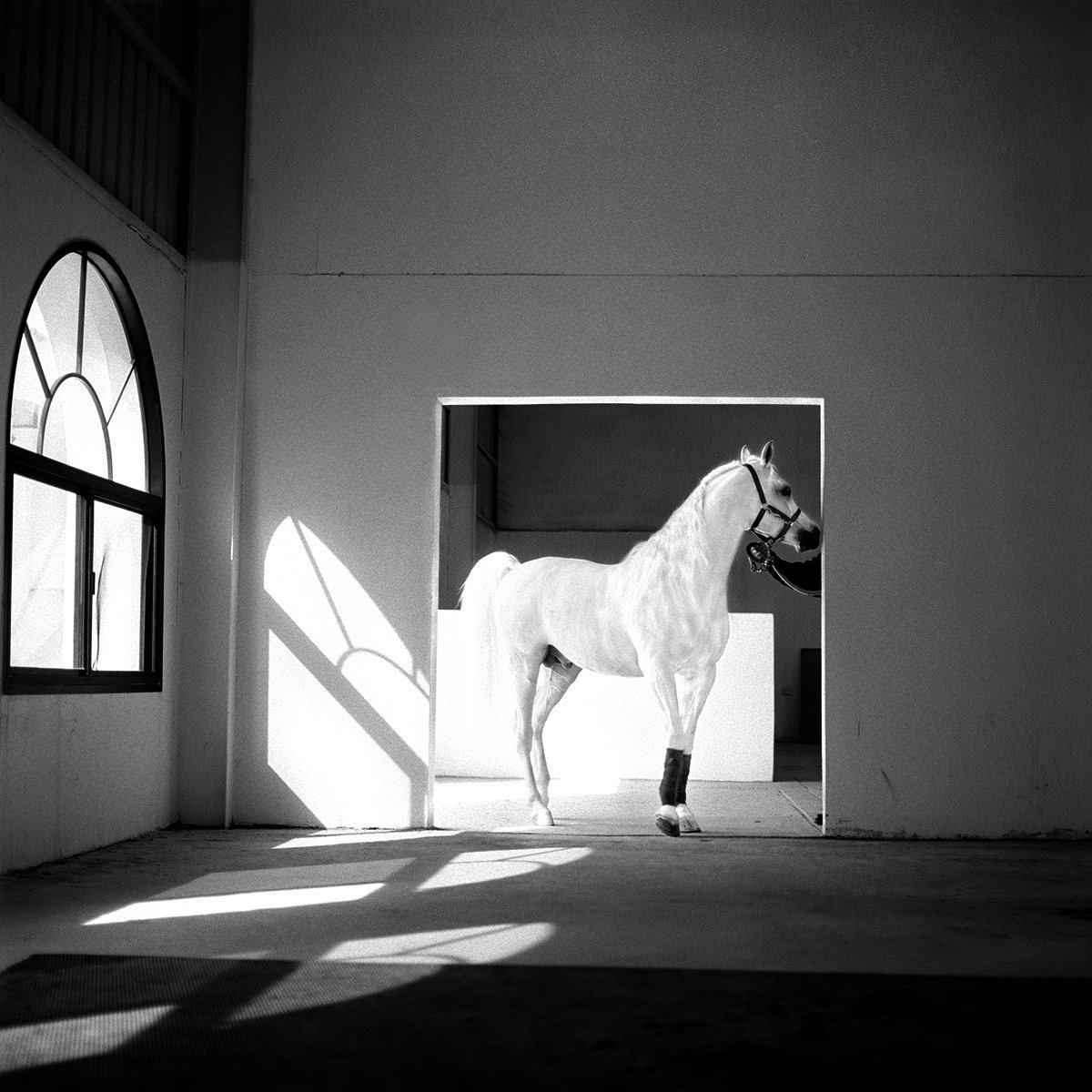 the-horse-meets-light-qatar-2003-photo-morten-krogvold.jpg