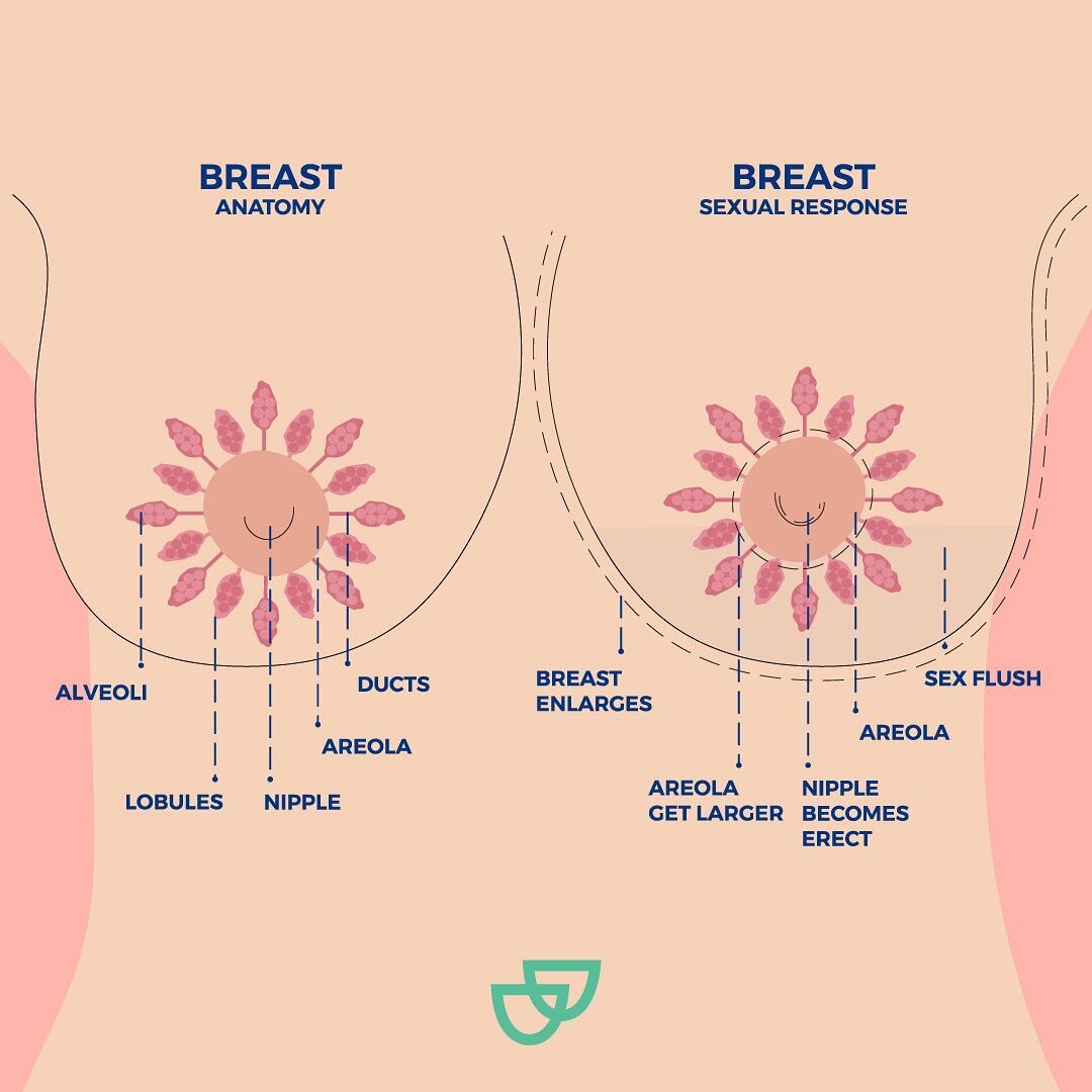 did you know that the breasts respond to arousal too?

how amazing the female form 😍🙌