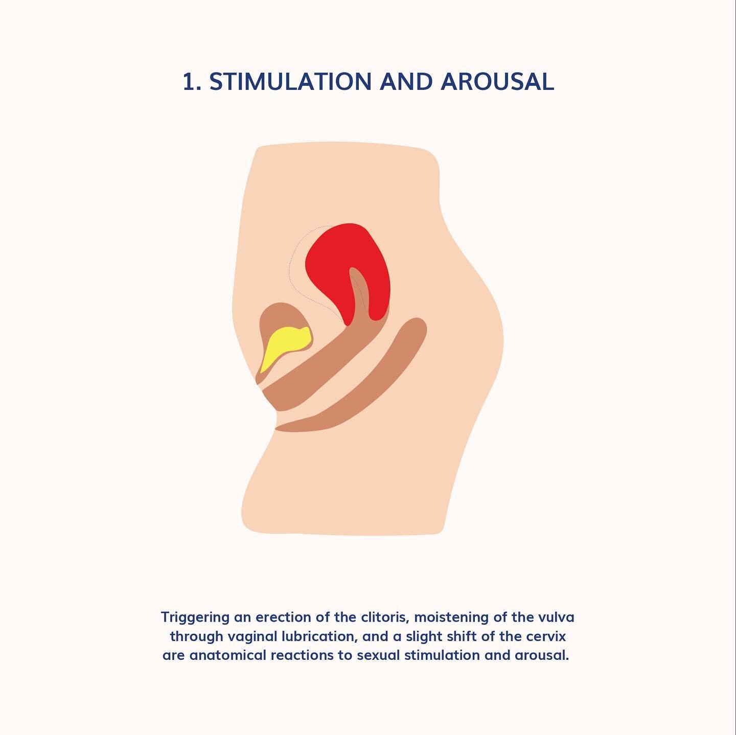 check out the different stages of female arousal during sex and how the cervix moves accordingly. 

the female body is pure magic 🪄 💫