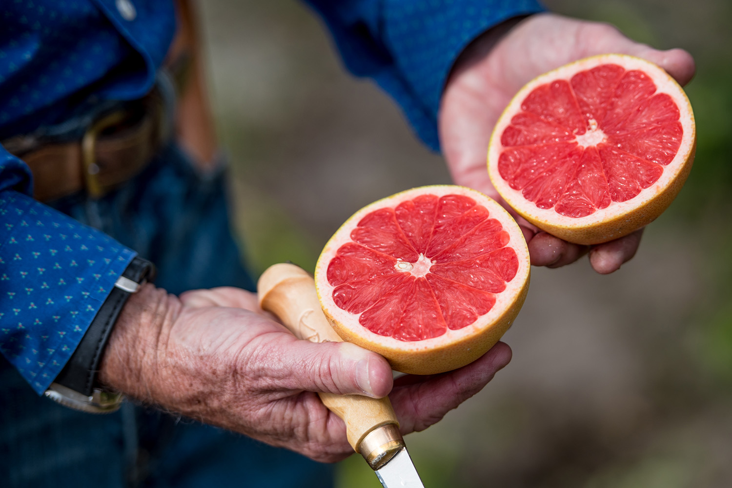 Fruit Demo