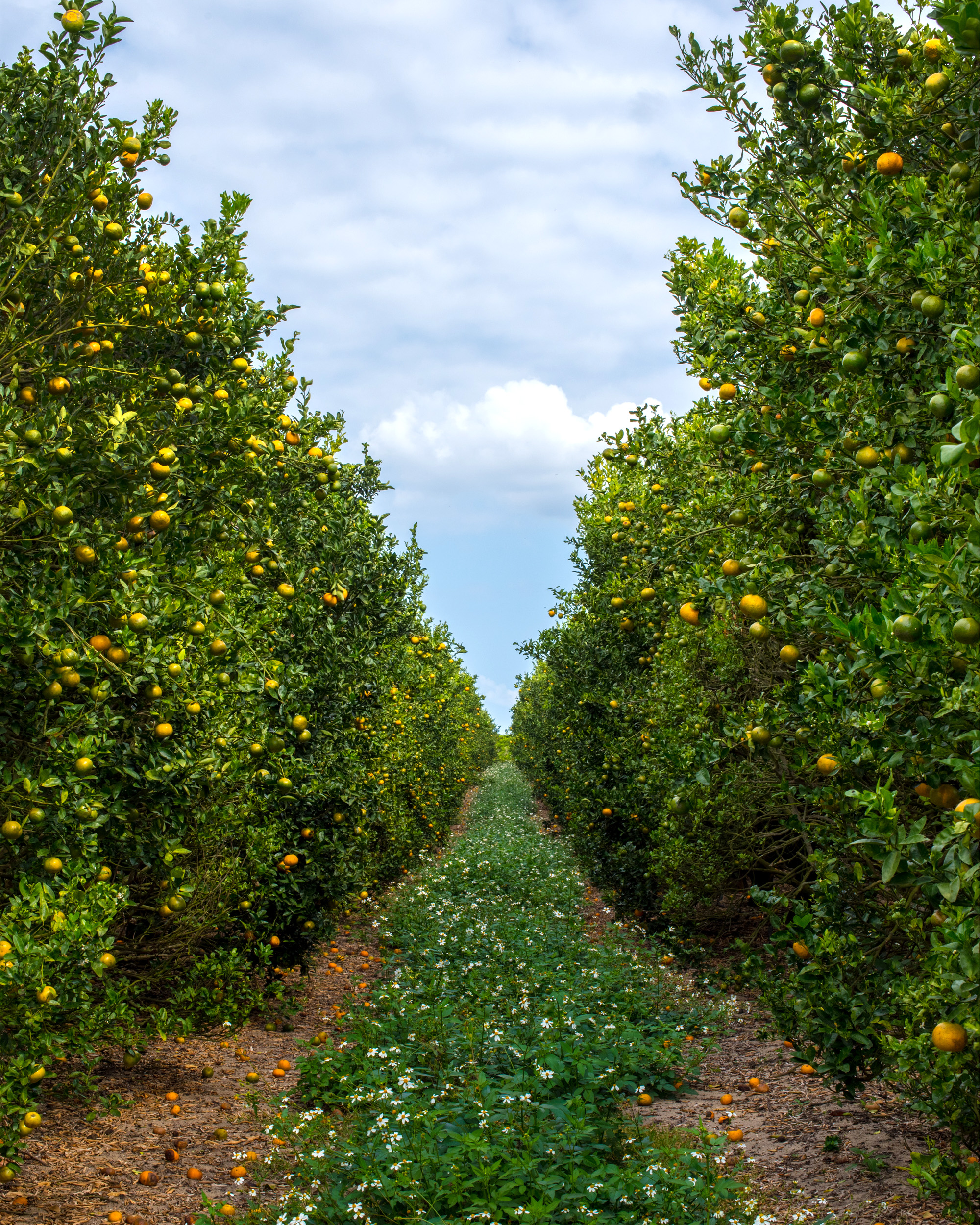 Orange Grove