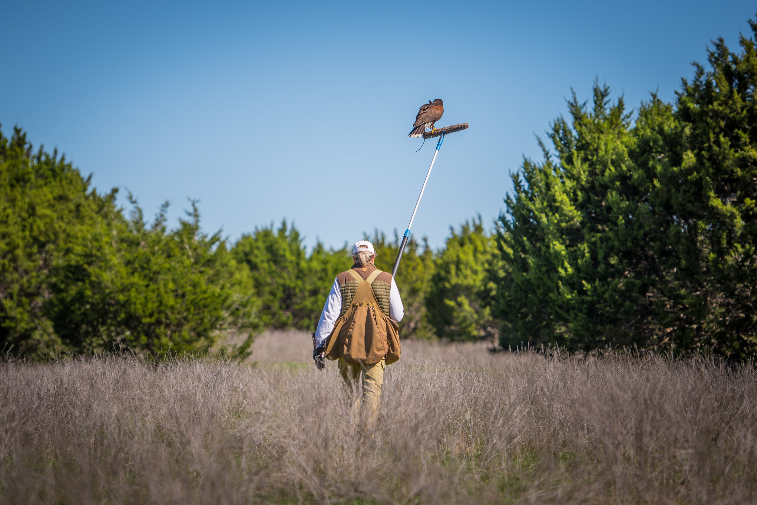 A Walk in the Brush