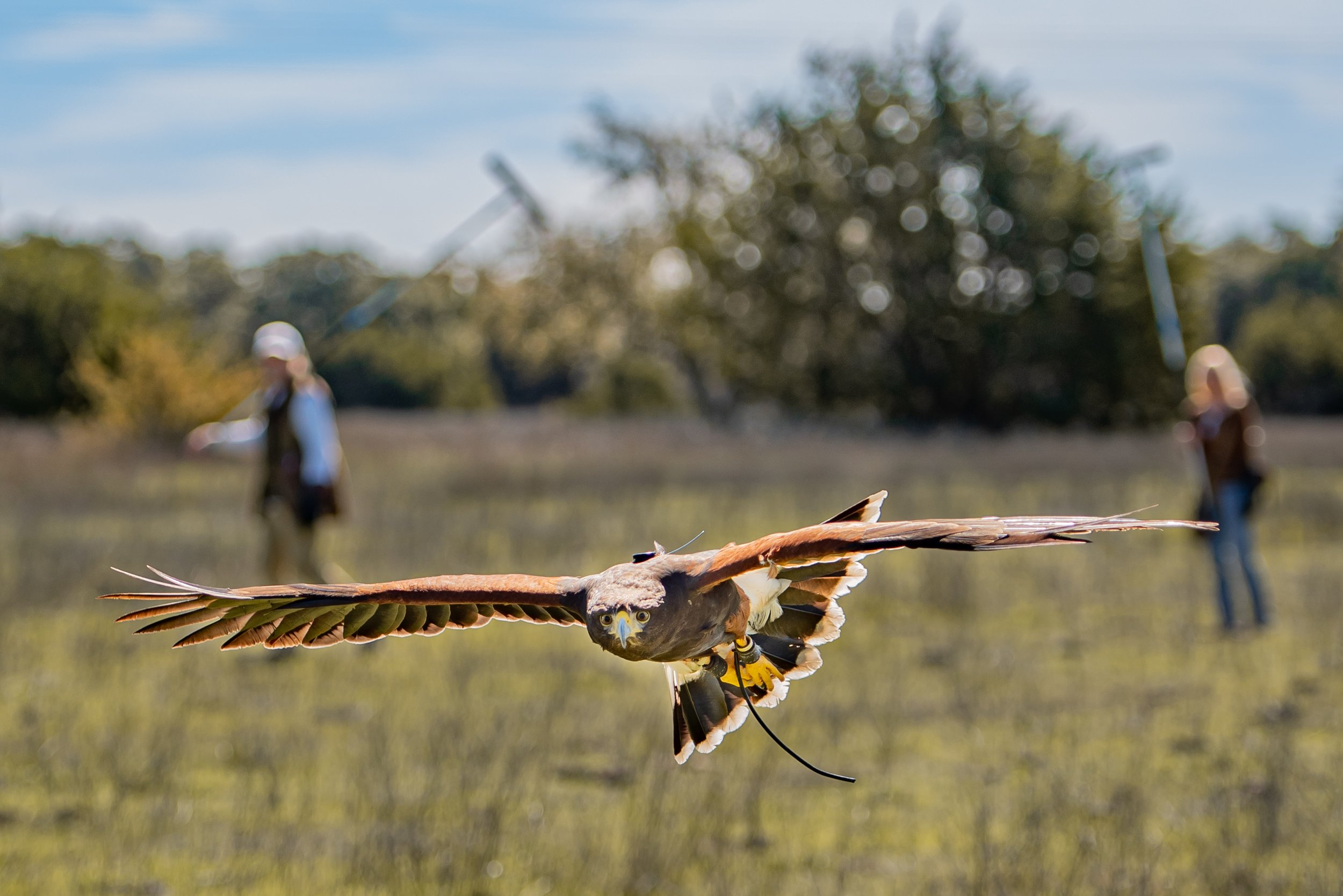 Wing Span