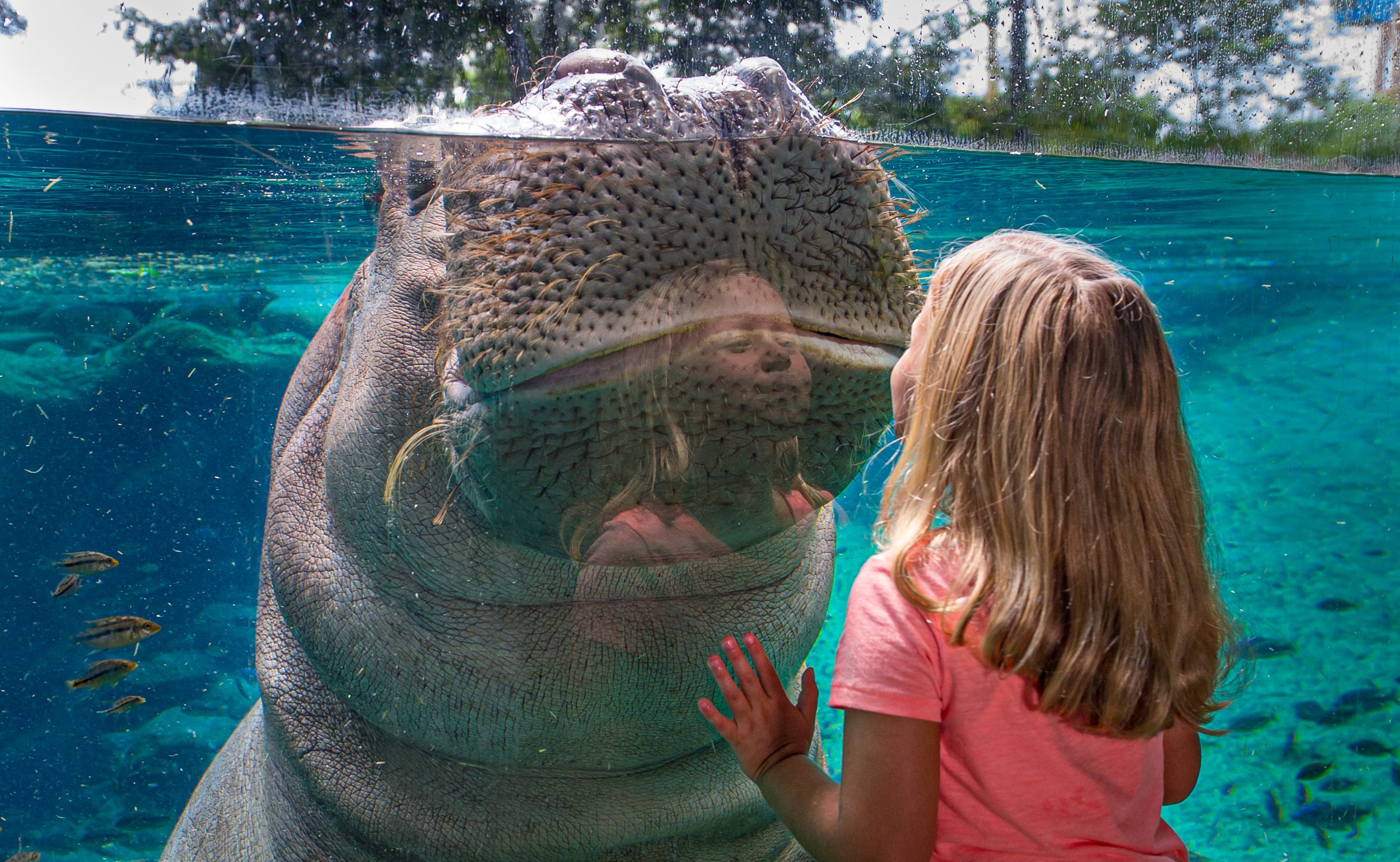 Hippo Kiss