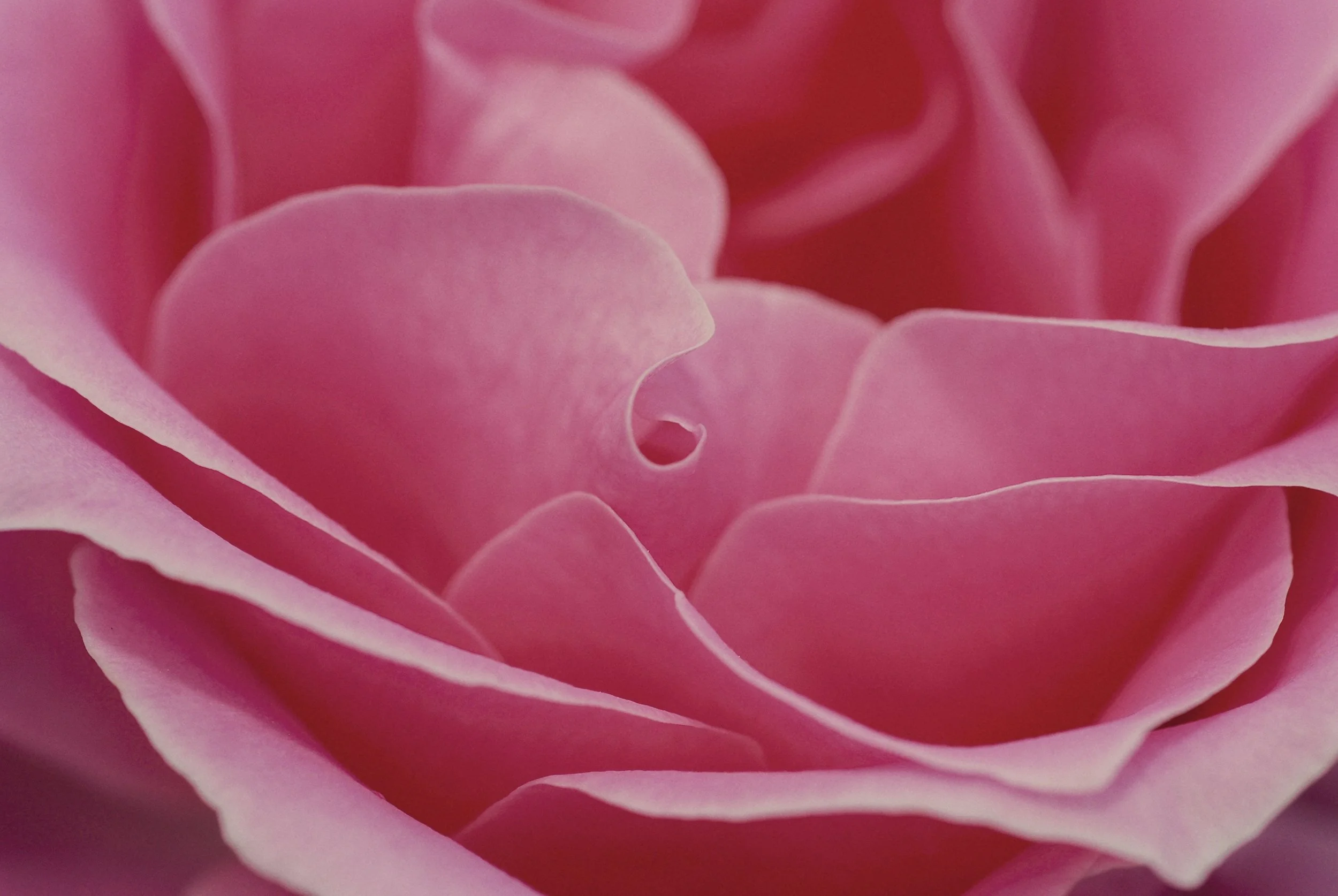 Rose pink closeup.jpeg