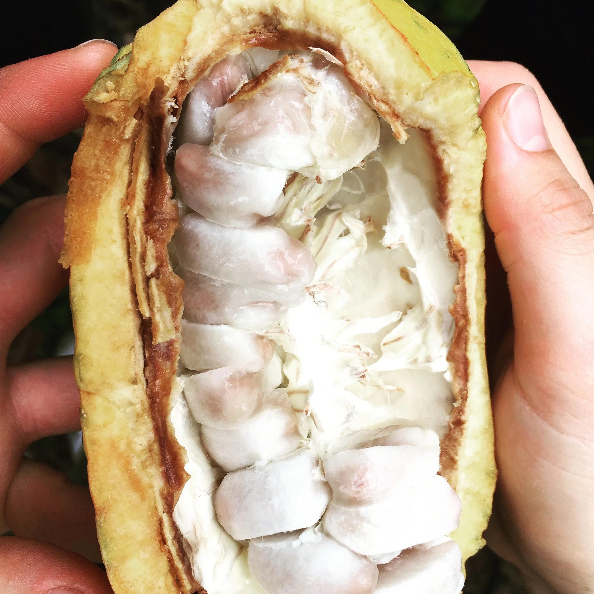 Freshly picked cacao fruit ( mazorca ), cacao beans covered by a sweet pulp.