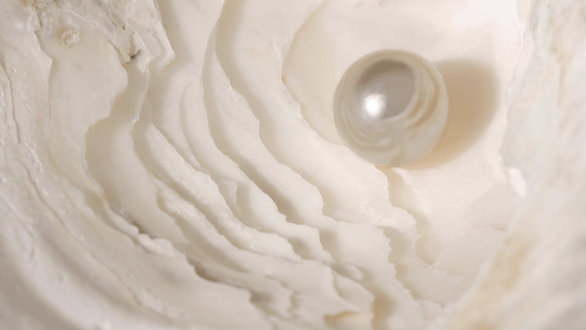 Untitled design (19) (1).png