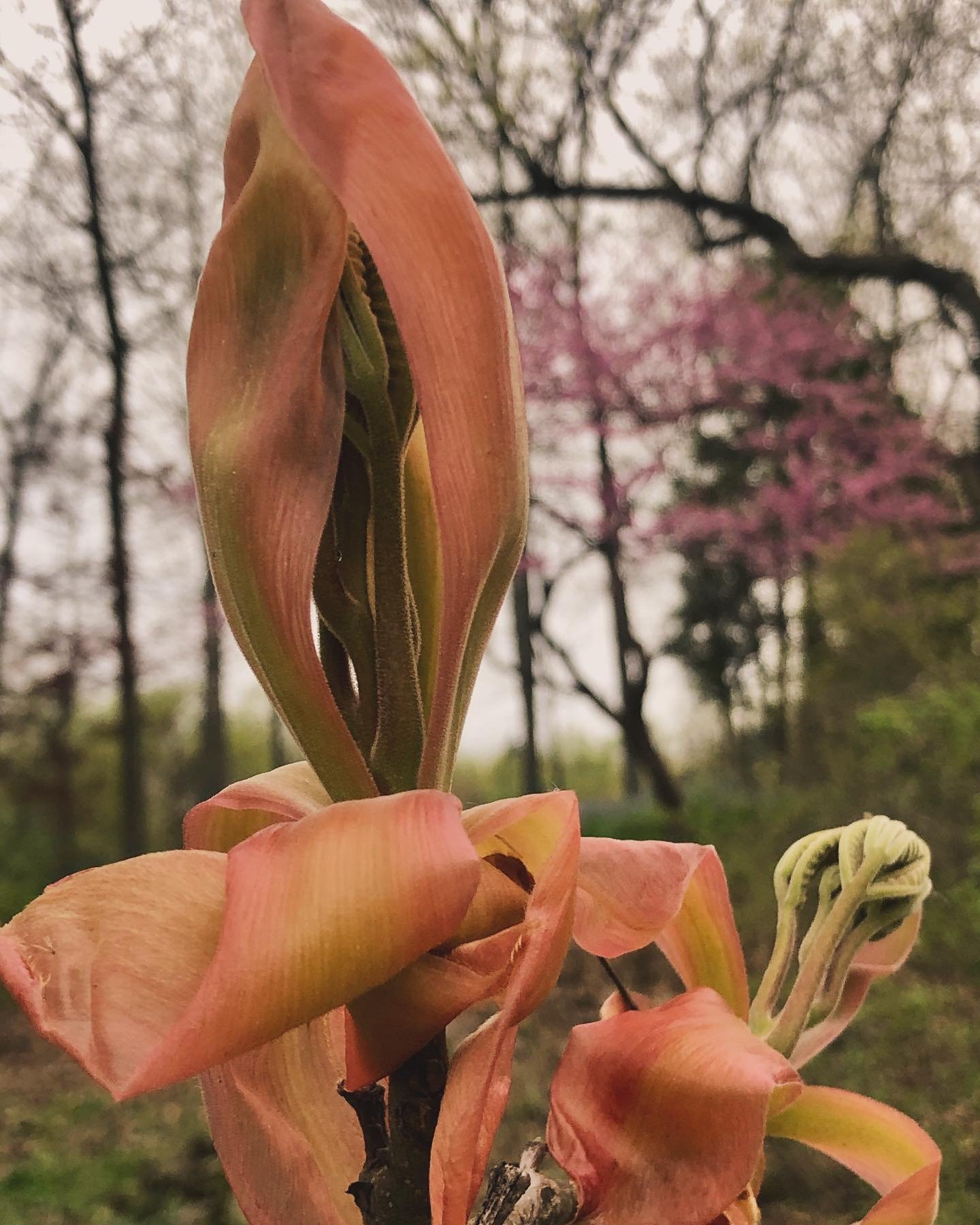 The Shagbark Hickory flower can be a beautiful reminder to allow ourselves to unfurl in all of our vulnerable, unique, soft, flowy, playful joyfulness&hellip;

And that when we do, we exude a truly marvelous, captivating, inspiring energy that feels 