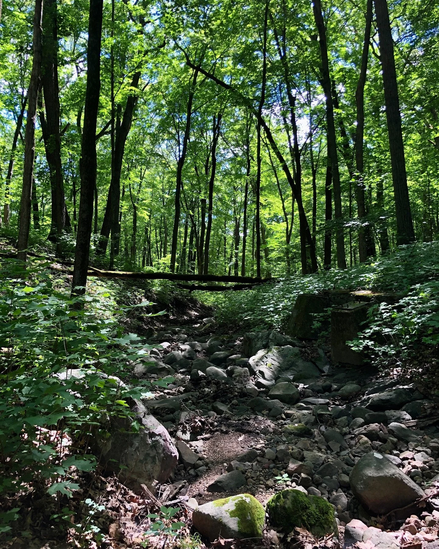 Home❤️

Today I hiked into the forest up a dry creek bed with no map, no schedule, and no idea where I was going. 

Climbing over downed trees and through a few patches of thick decaying wood, leaves and who-knows-what-holes-or-creatures-could-be-und
