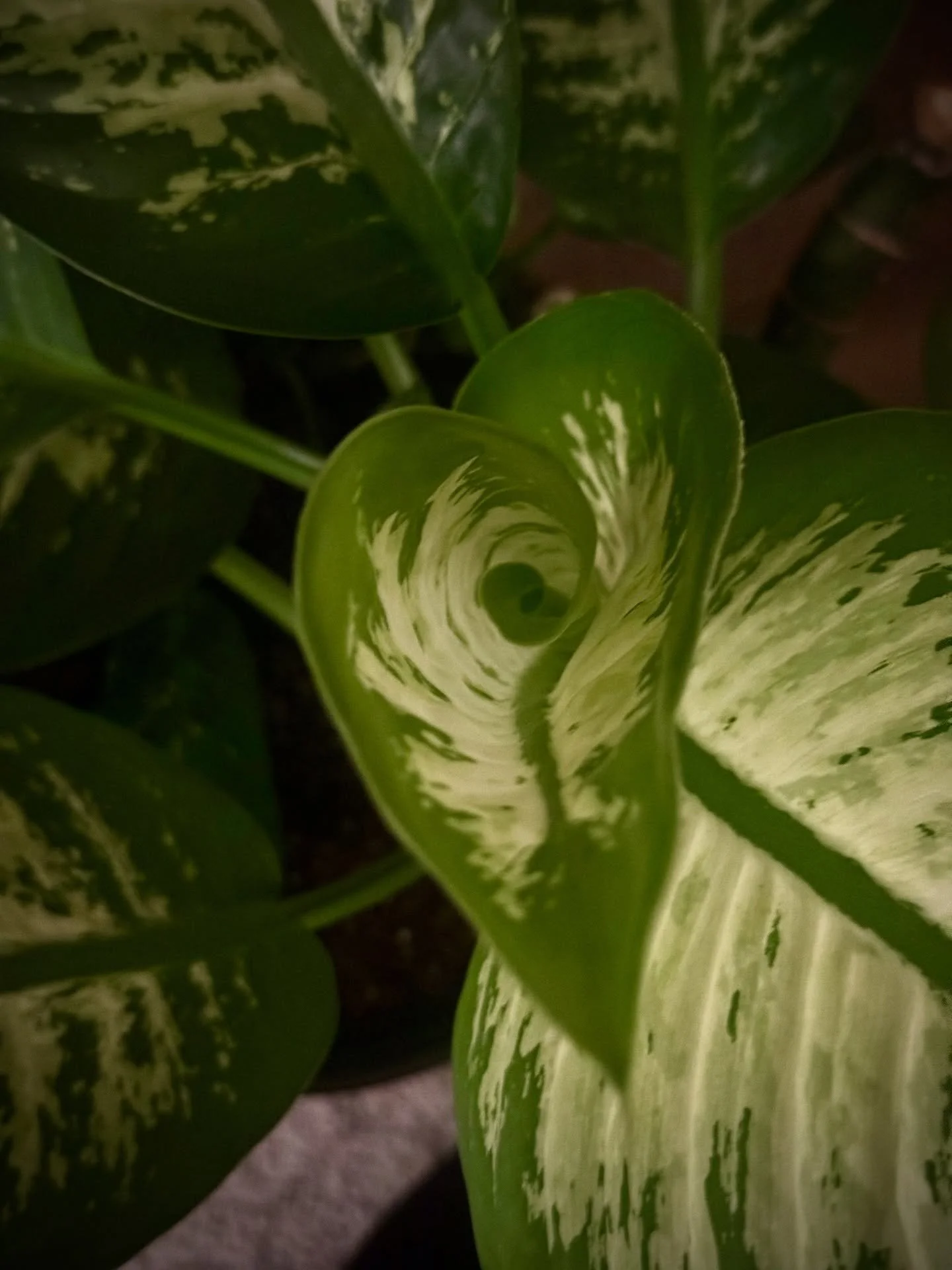 Do you have any rituals to connect with your plants?  I asked my FB friends and they say they hug, kiss, pet, talk to, and sing to their plants. Some report reciprocal relationships with their plants🥰

One of my friends cuddled with his lipstick pla