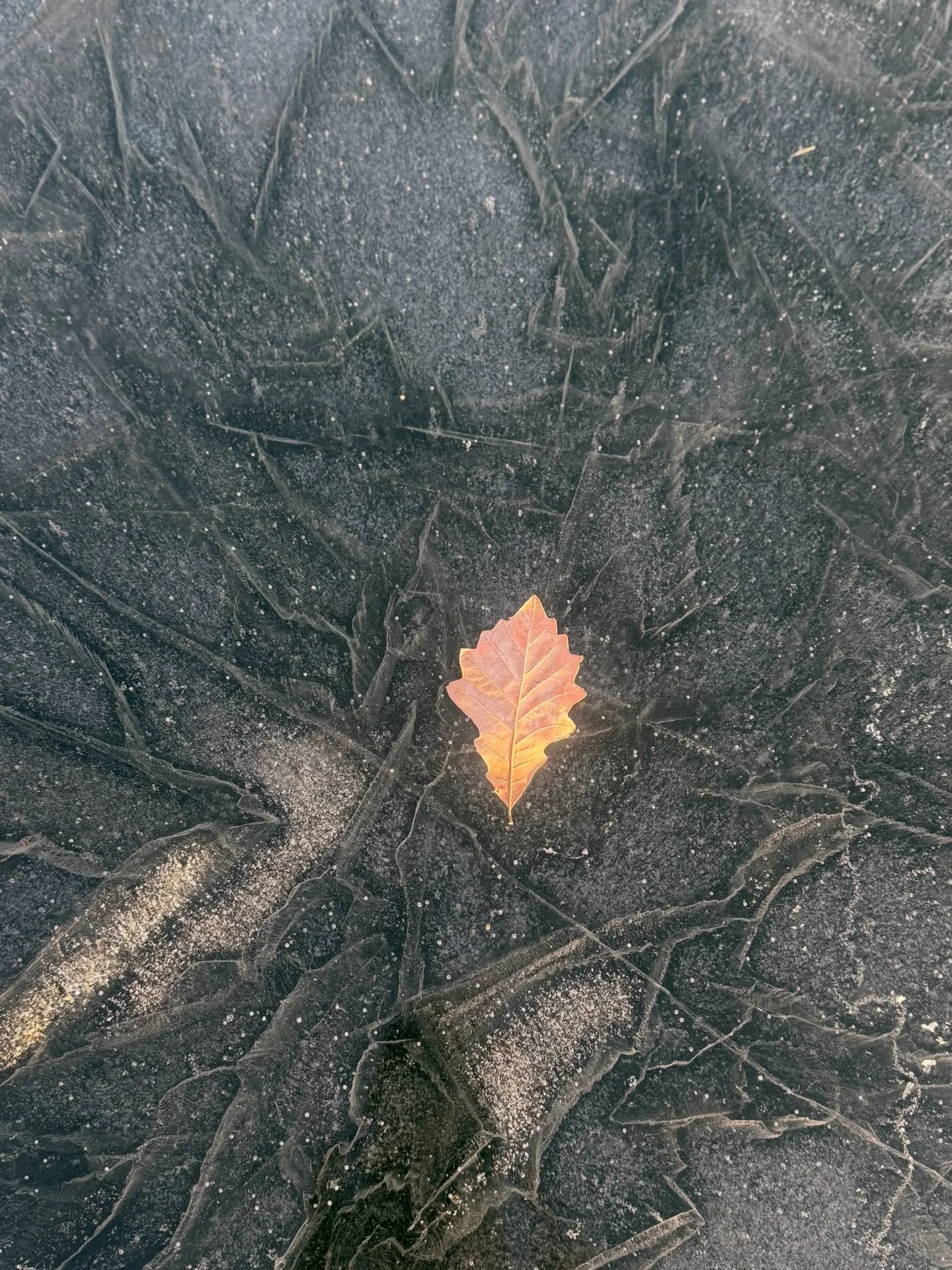 A little game to tap into Nature&rsquo;s message for you:

&ldquo;This year is inviting me to ______.&rdquo;

As you look at these images, pause for a breath.

Let your senses open.

Then, without thinking it through, finish this sentence:

&ldquo;Wi