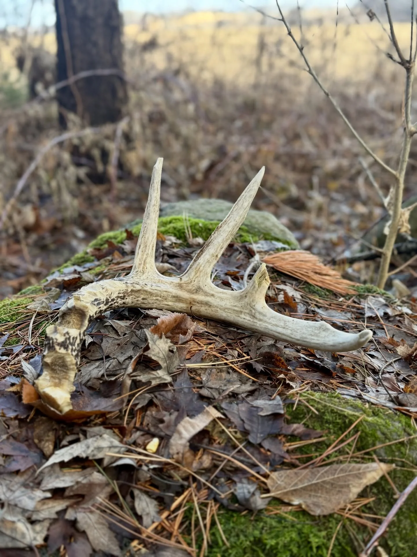 Today&rsquo;s find. Observing in sequence, what I get is &ldquo;Shed. Then let yourself be overtaken by the next phase. There is nothing to fear- it is more BEAUTIFUL  than you can fathom.&rdquo;

What about you? What message do you pick up from the 