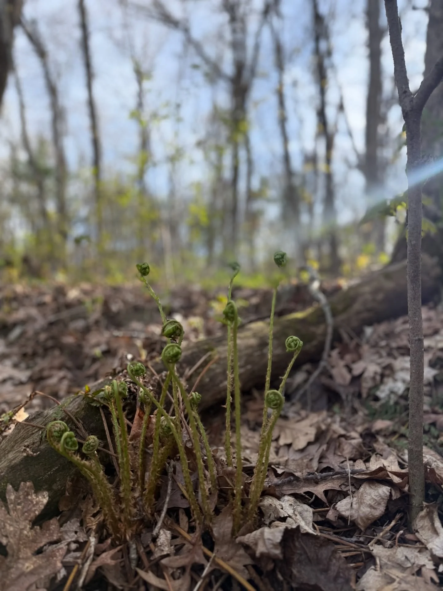 In Nature, the edges of death and new life dance together in such a visually obvious and stunning way this time of year.

That energy must be encoded in our bones, as this is also the time of year that people start reaching out that are having big sp