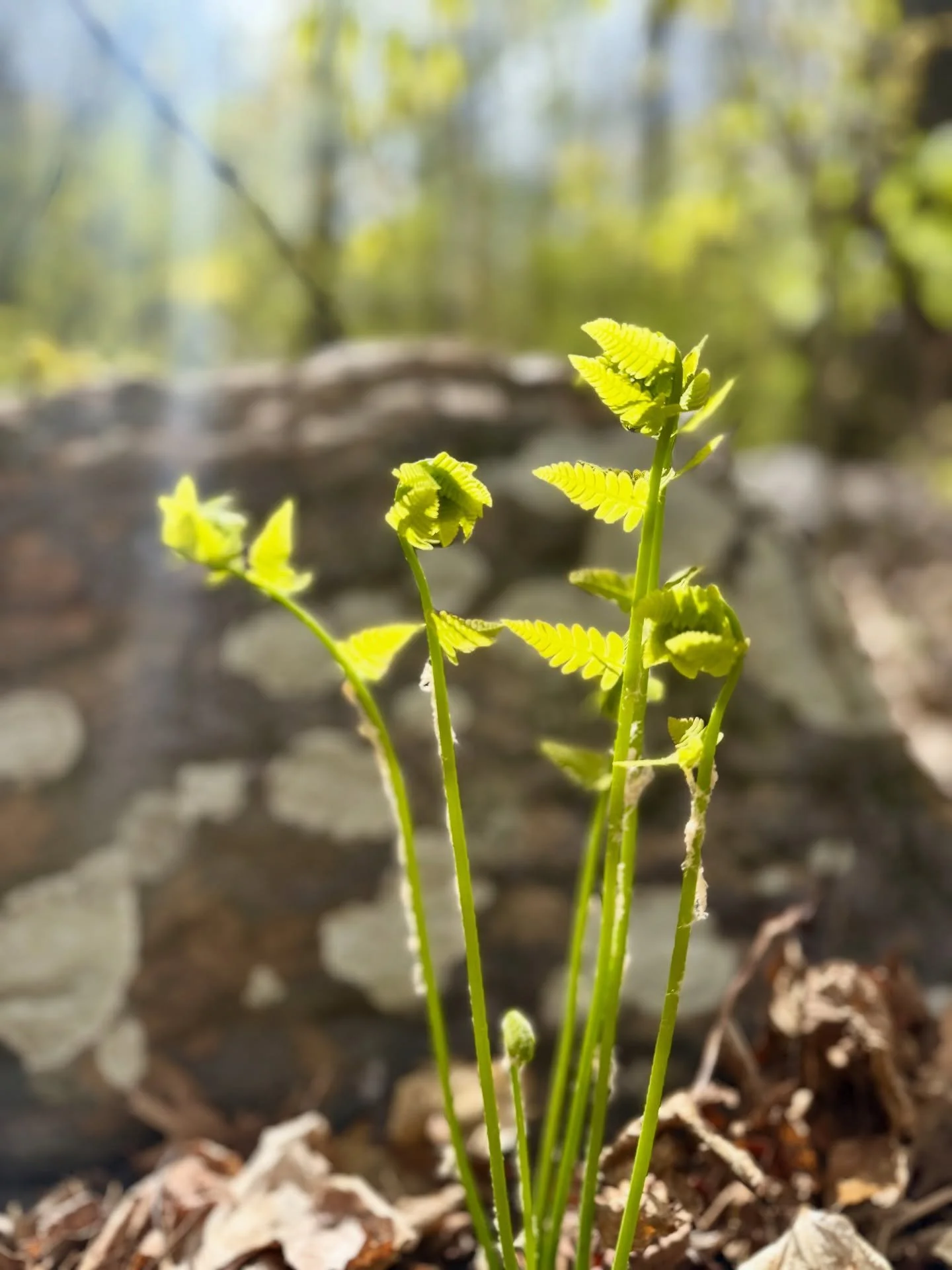 Trust your process of unfurling.

Enjoy each moment of it.

Even when it feels like things are taking forever, there is a unique preciousness in the slow expansion.
#natureismychurch #soulfamily #shamanic #spiritualgrowthjourney #reikihealingenergy