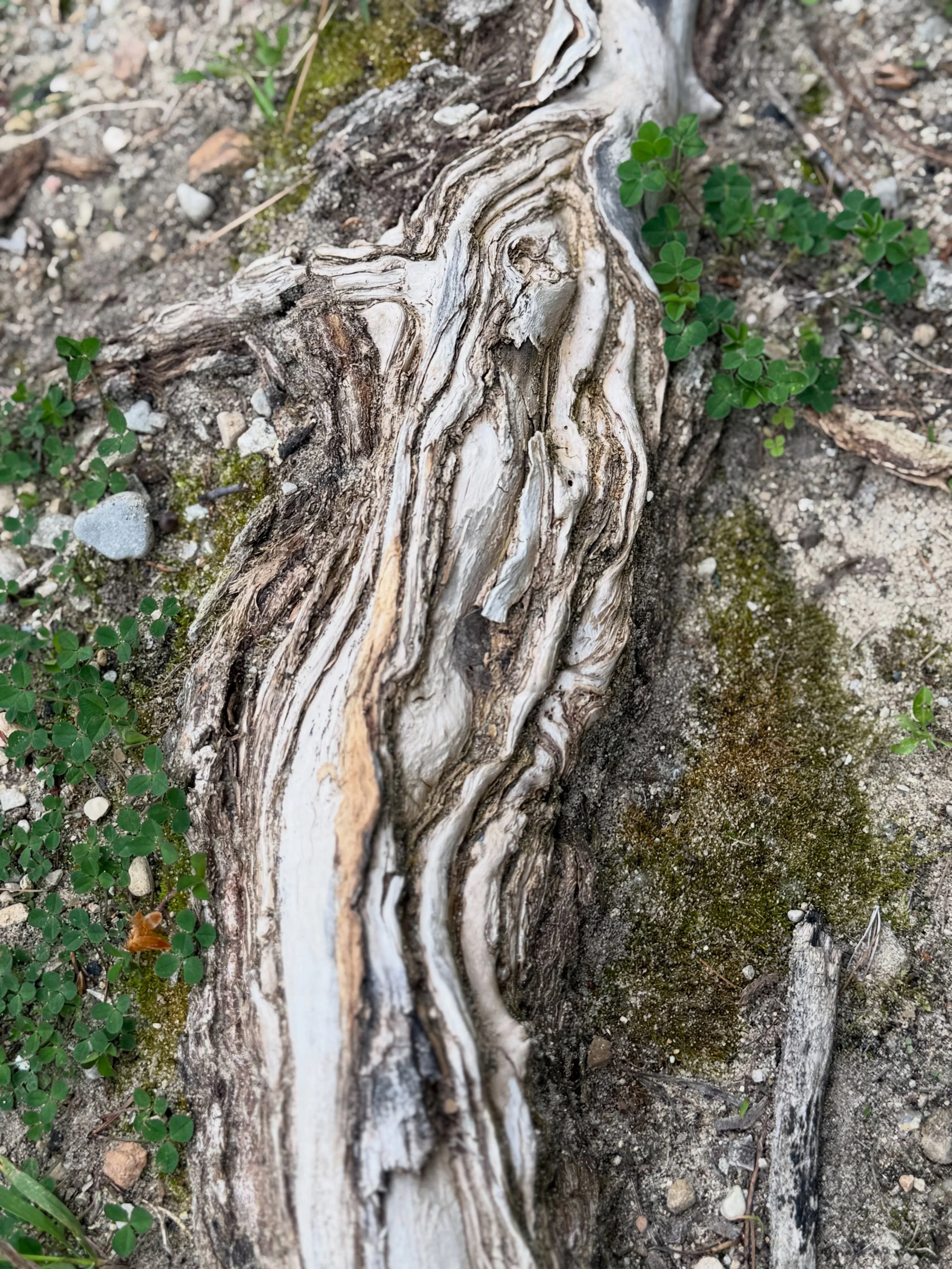What do you see? What is the first thing that comes to mind?

What comes to me is the song &ldquo;Mother I feel you under my feet, Morher I feel your heart beat&hellip;&rdquo; by Windsong Dianne Martin

#soulfamily #unityinthecommunity #shamanic #nat