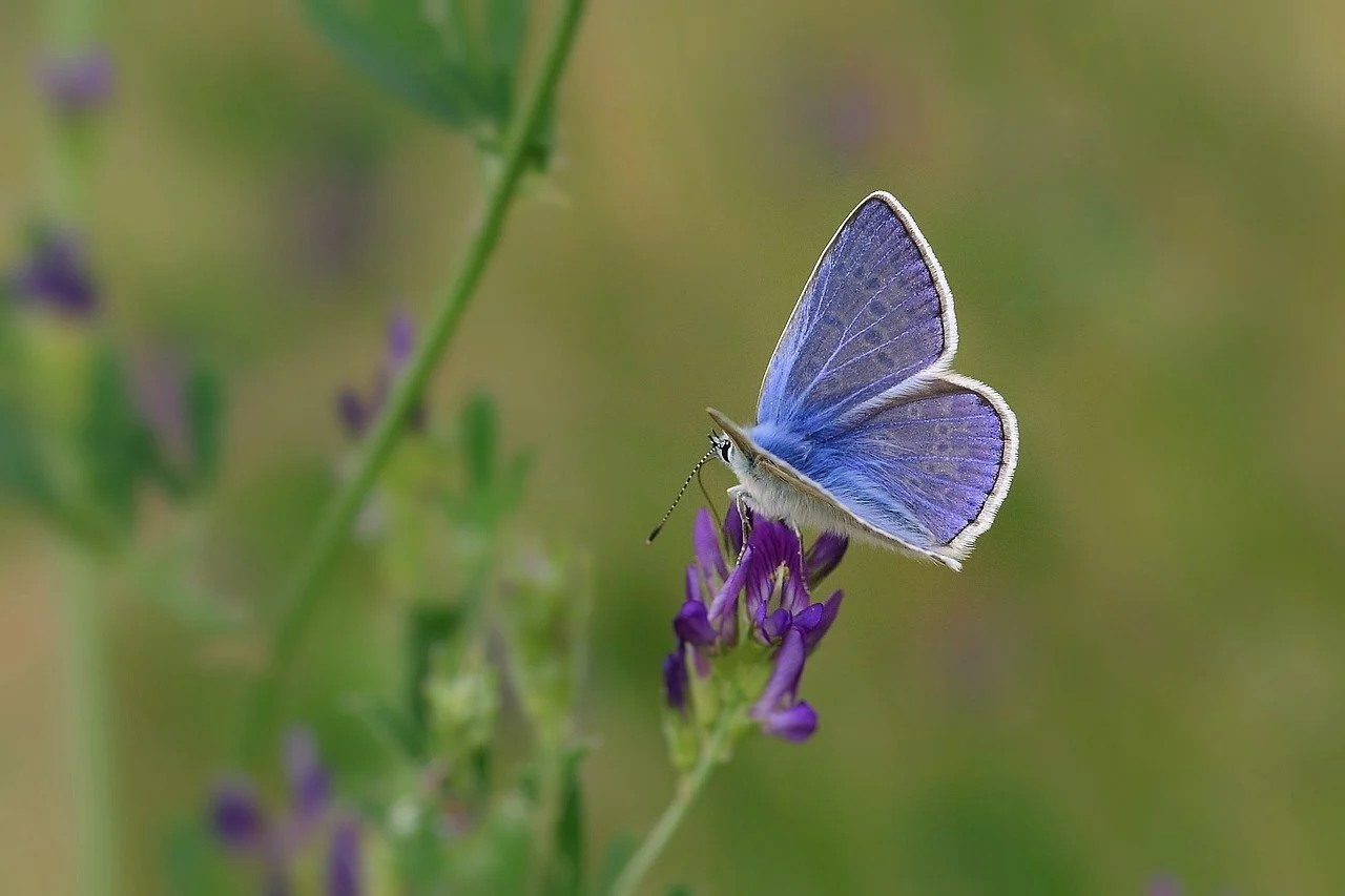 Schmetterling flieg! 