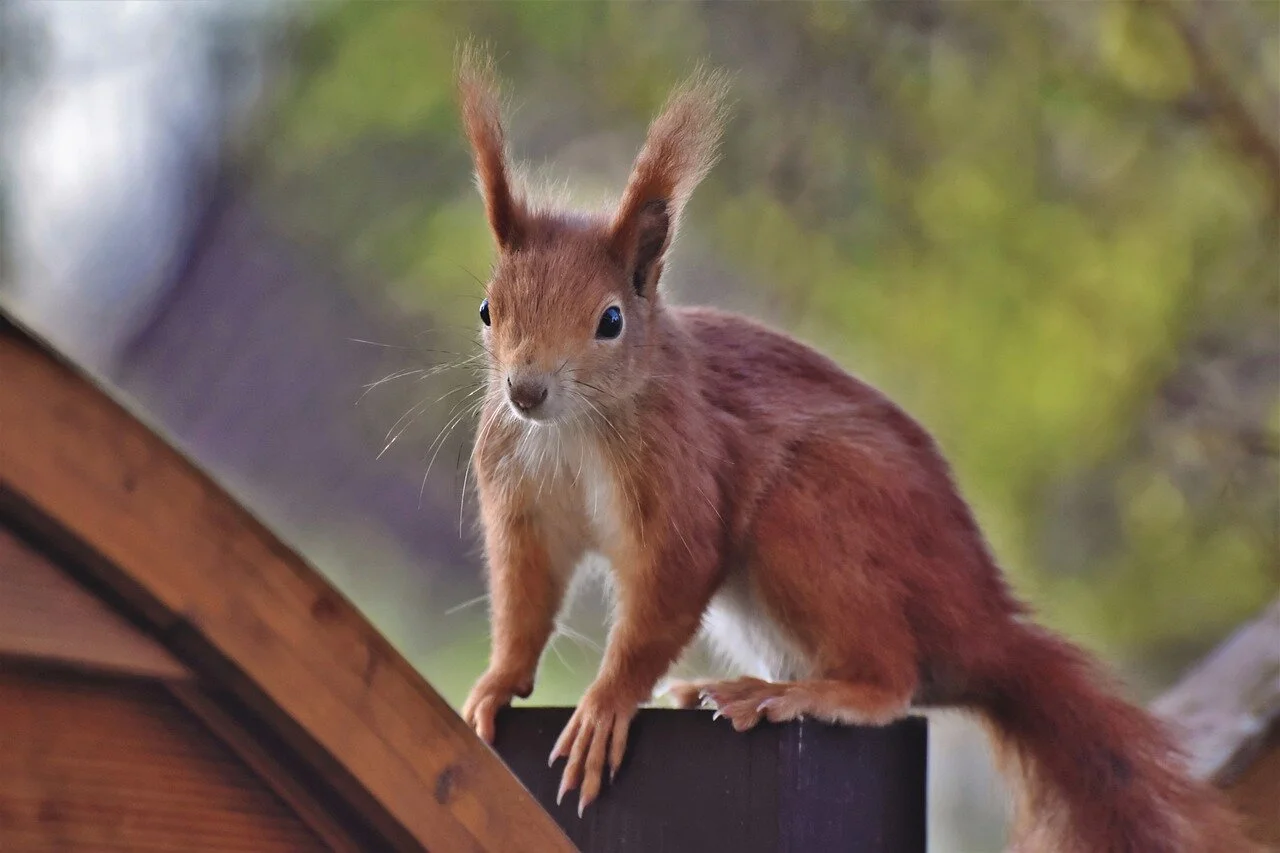  Die gefährlichen Eichhörnchen