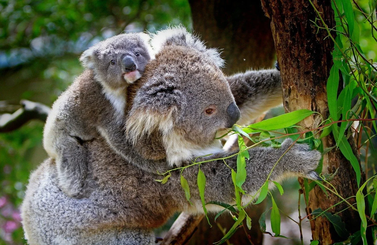 Was wir mit Koalas gemeinsam haben / Sommer-Blogreihe Teil 2