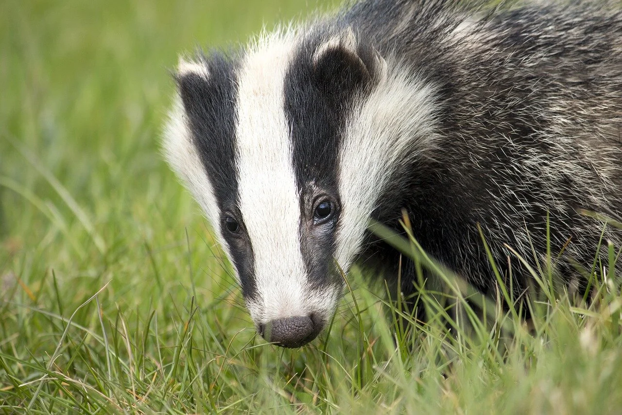 Der gefährliche Dachs! 