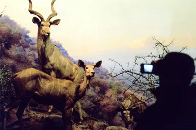 Natural History III C-print, 20" x 30", 2004