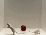 mice projects.gif