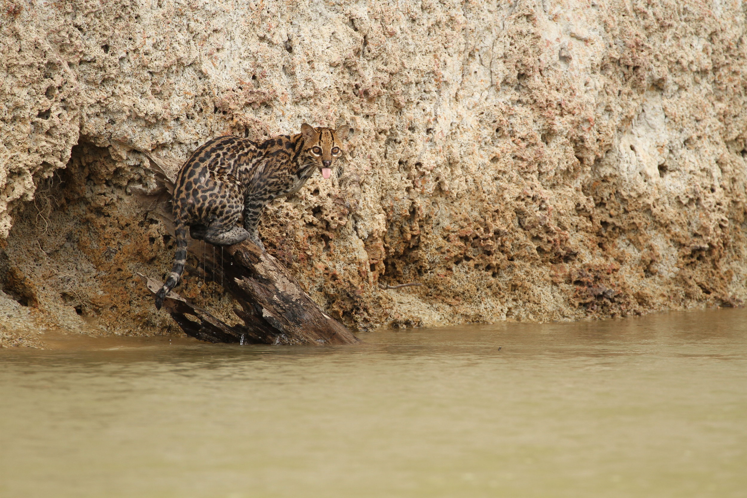 Ocelots are mostly nocturnal  but this one was   seen swimming across the river.JPG