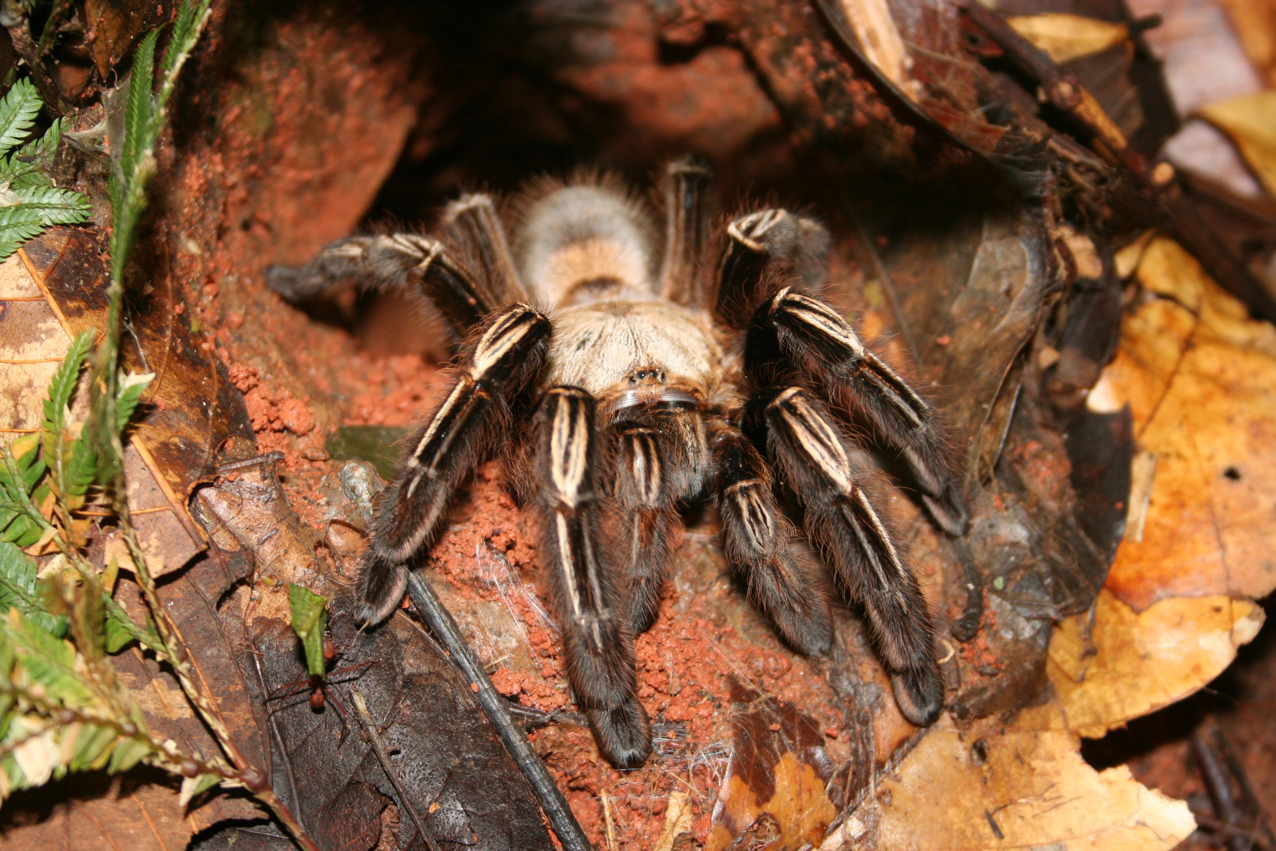 Skeleton tarantula.jpg