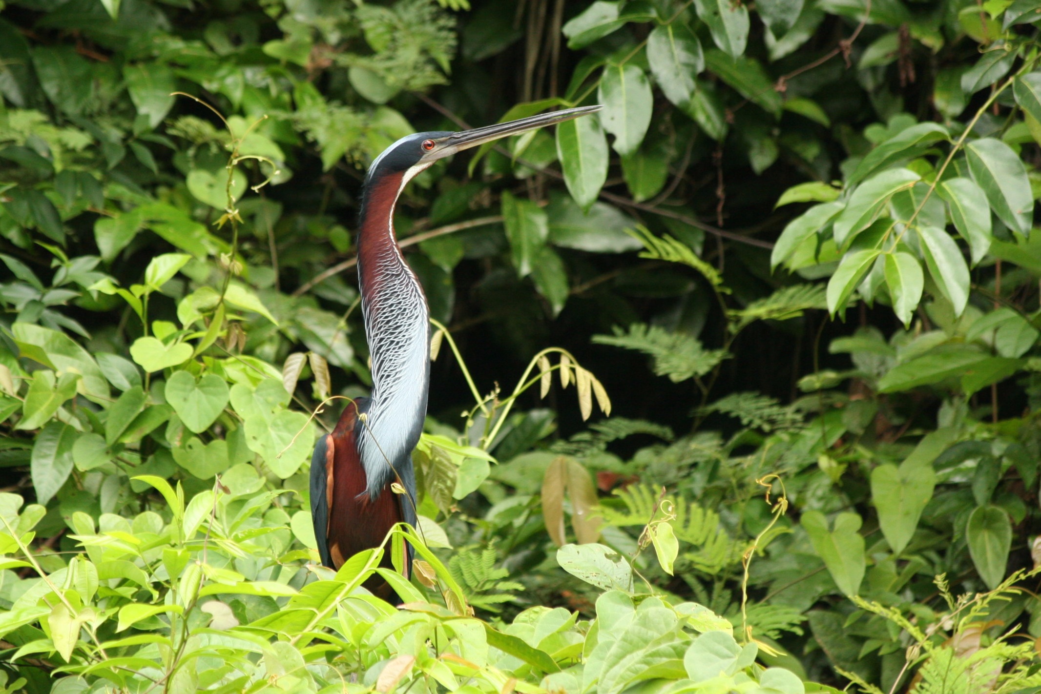 Agami heron.JPG