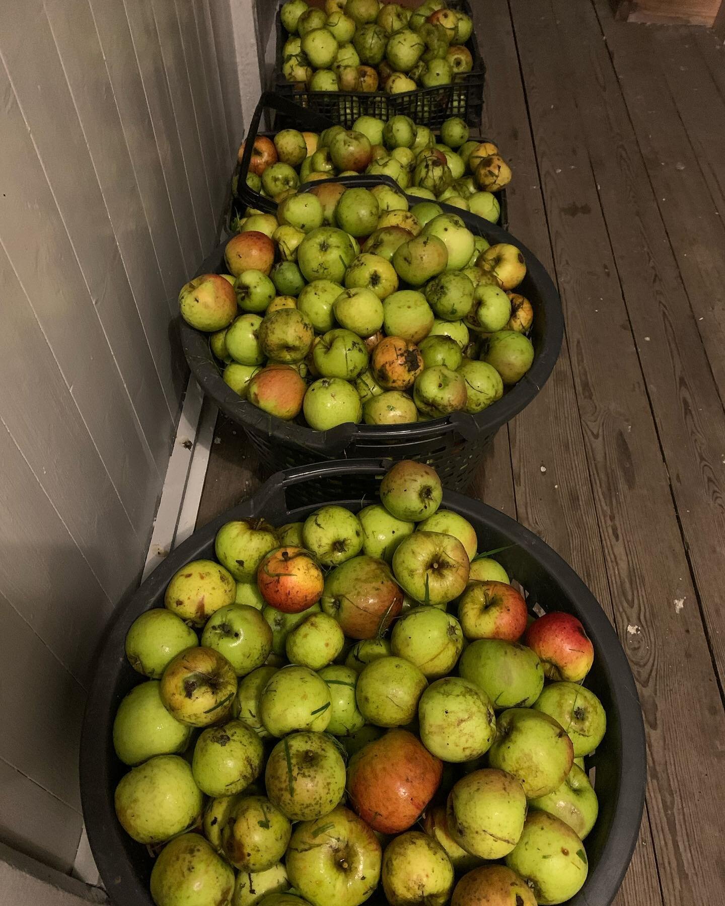 H&oslash;stfryd 🍁! 
De siste ukene har vi h&oslash;stet eplene i hagen v&aring;r p&aring; Ekeberg, og produsert b&aring;de eplemos og eplechutney! 
Eplemosen har vi i tillegg laget etter gammel oppskrift fra R&oslash;hrt familien som bodde p&aring; 