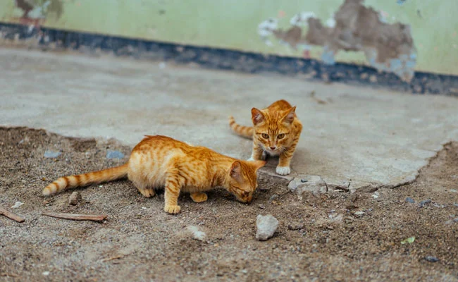 orangestray.jpg