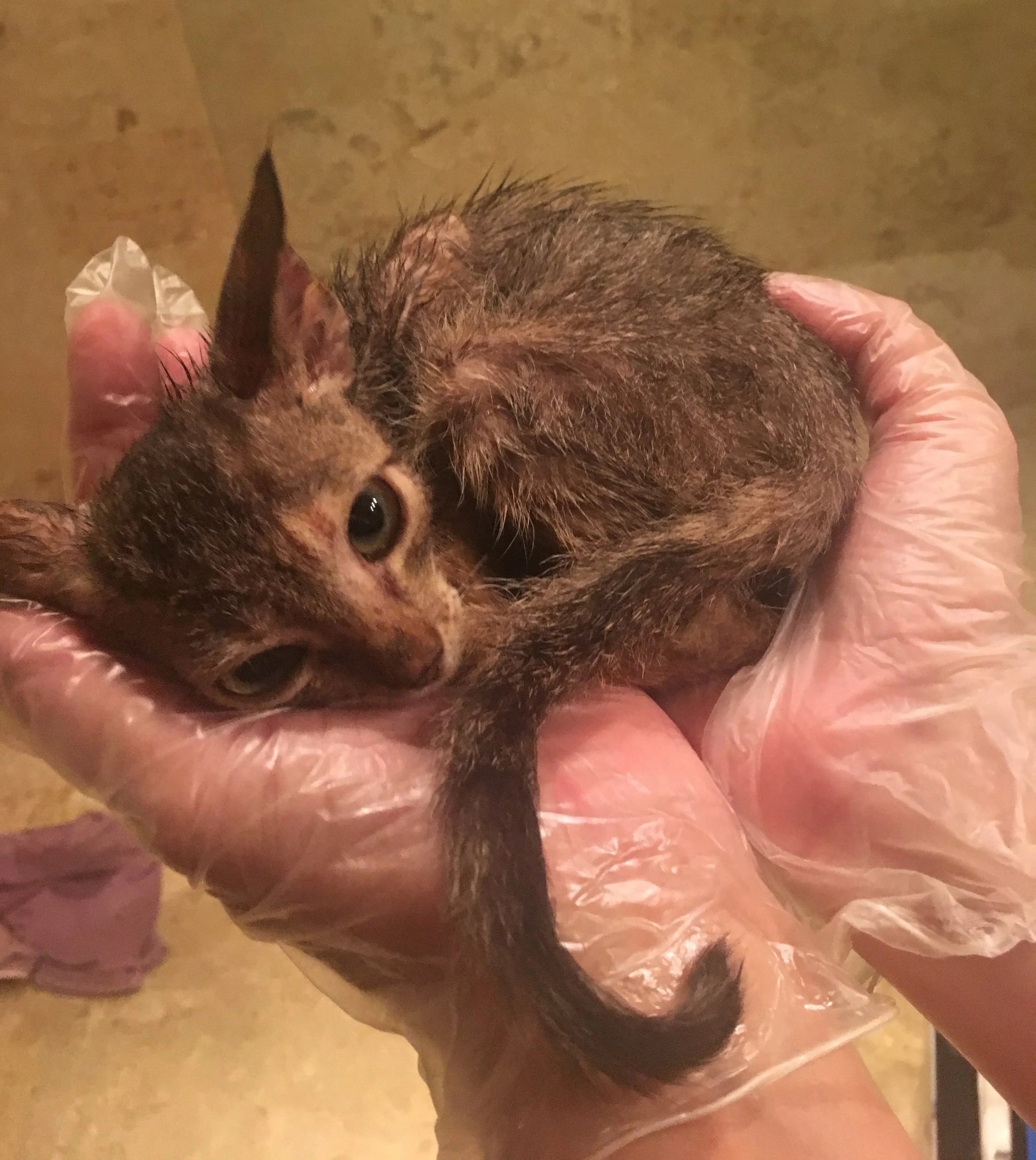 an abandoned kitten
