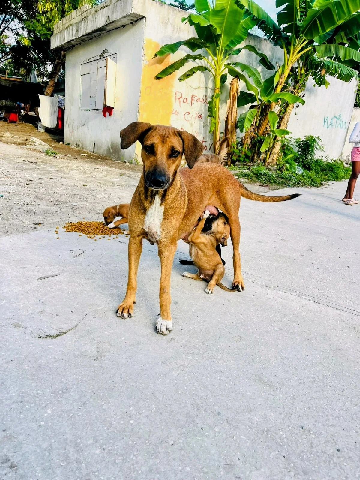 Dog with her nursing puppy