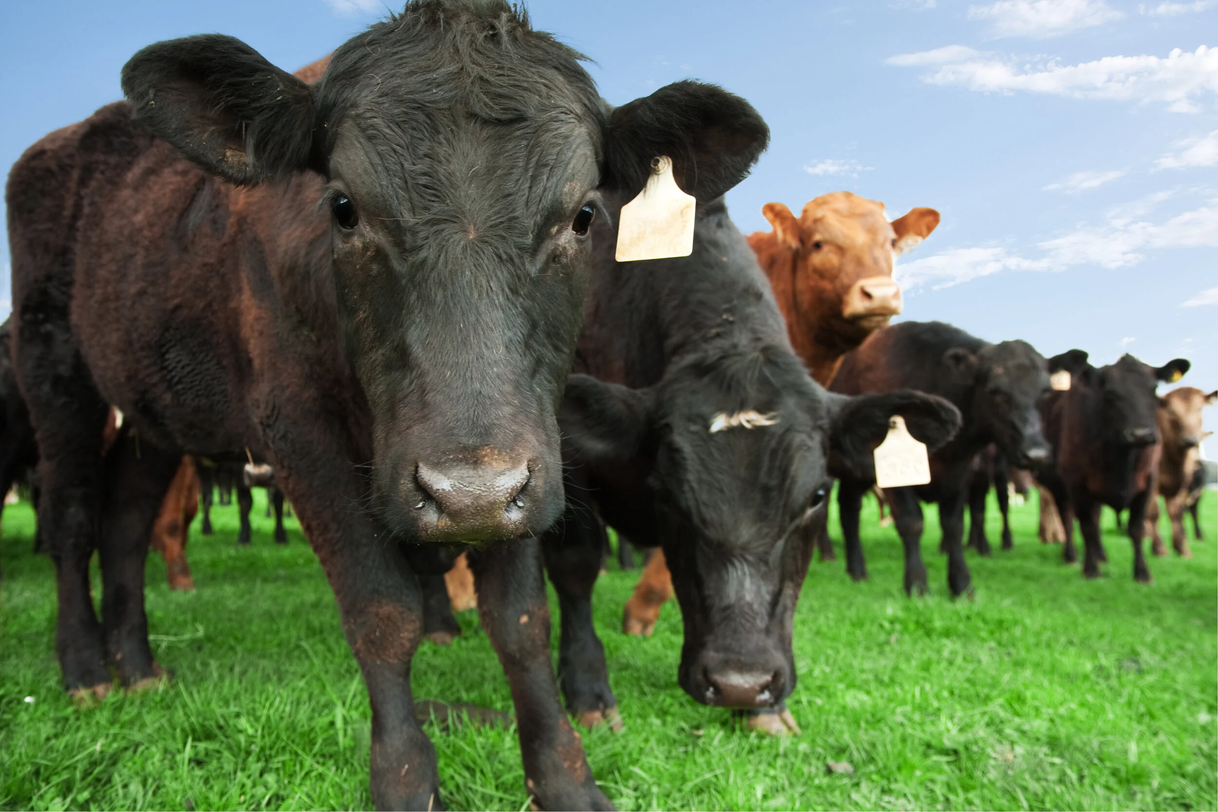 Coos.jpg
