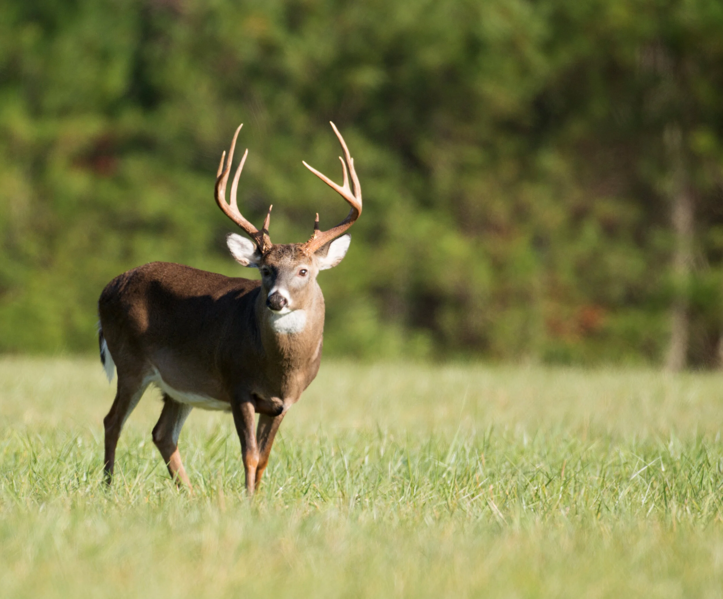 Depositphotos_21139215_xl-2015.jpg