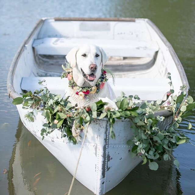 Wedding days goals for sure! A beautifully decorated boat with your best fur family on board! .
.
.
Venue - @geneva_collina_events
Floral - @treasurehut_flowers .
.
.
#weddding #weddingday #weddingphotography #weddingvendor #lakegenevawi #lakegenevaw