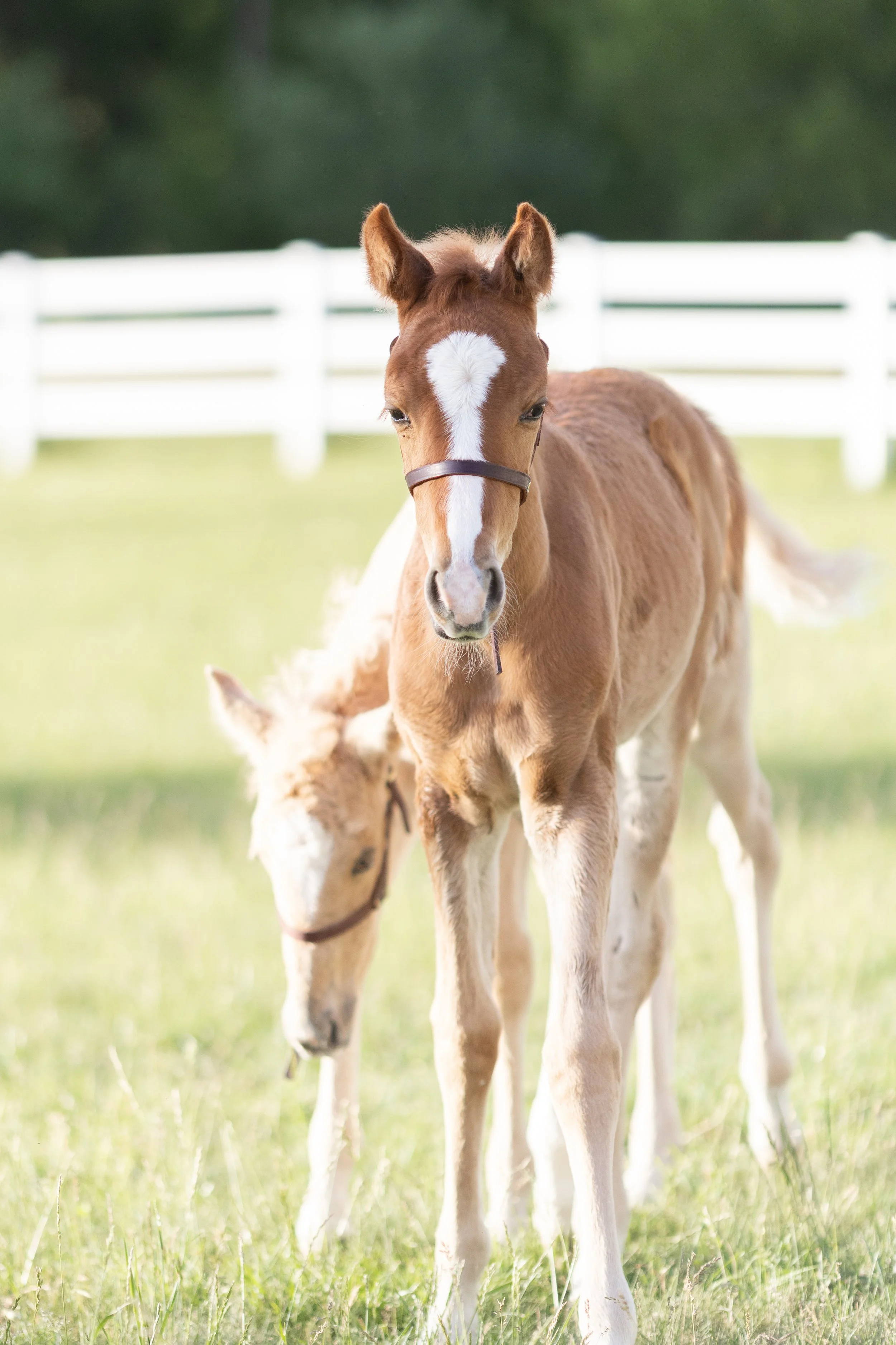 HORSE2026-560.jpg