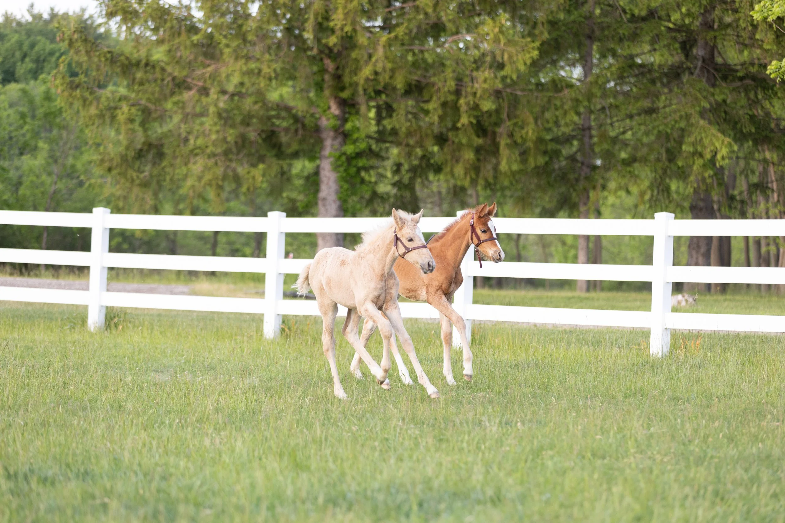 HORSE2026-631.jpg