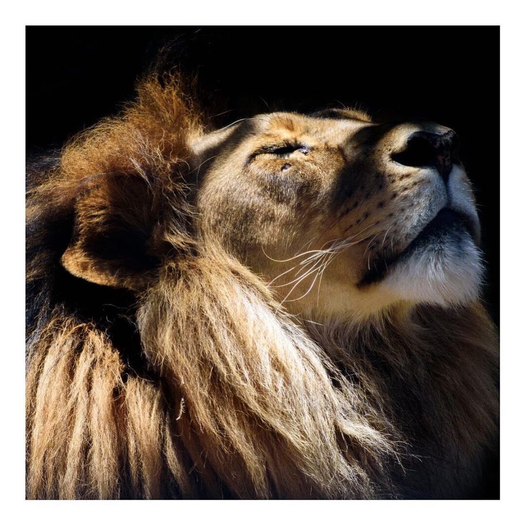It is still Leo season....... and maybe it&rsquo;s time to be a bit more lion. 

Strong and powerful yet resilient, patient, relaxed, in control of their own vehicle. They&rsquo;re strategic. They know when to get shit done and then when to kick back