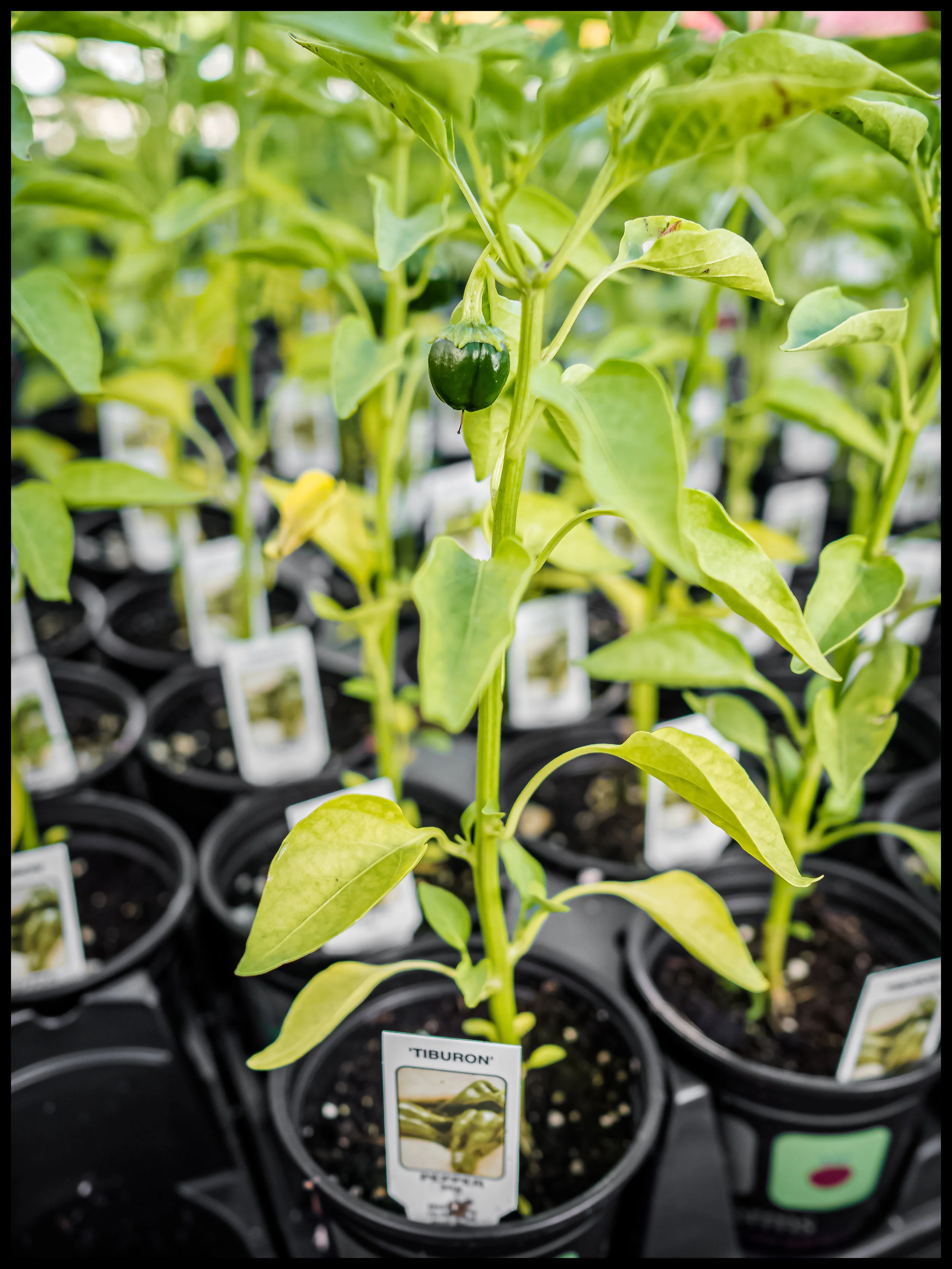With its thick walls, the Tiburon pepper is perfect for stuffing with your favorite meal and baking