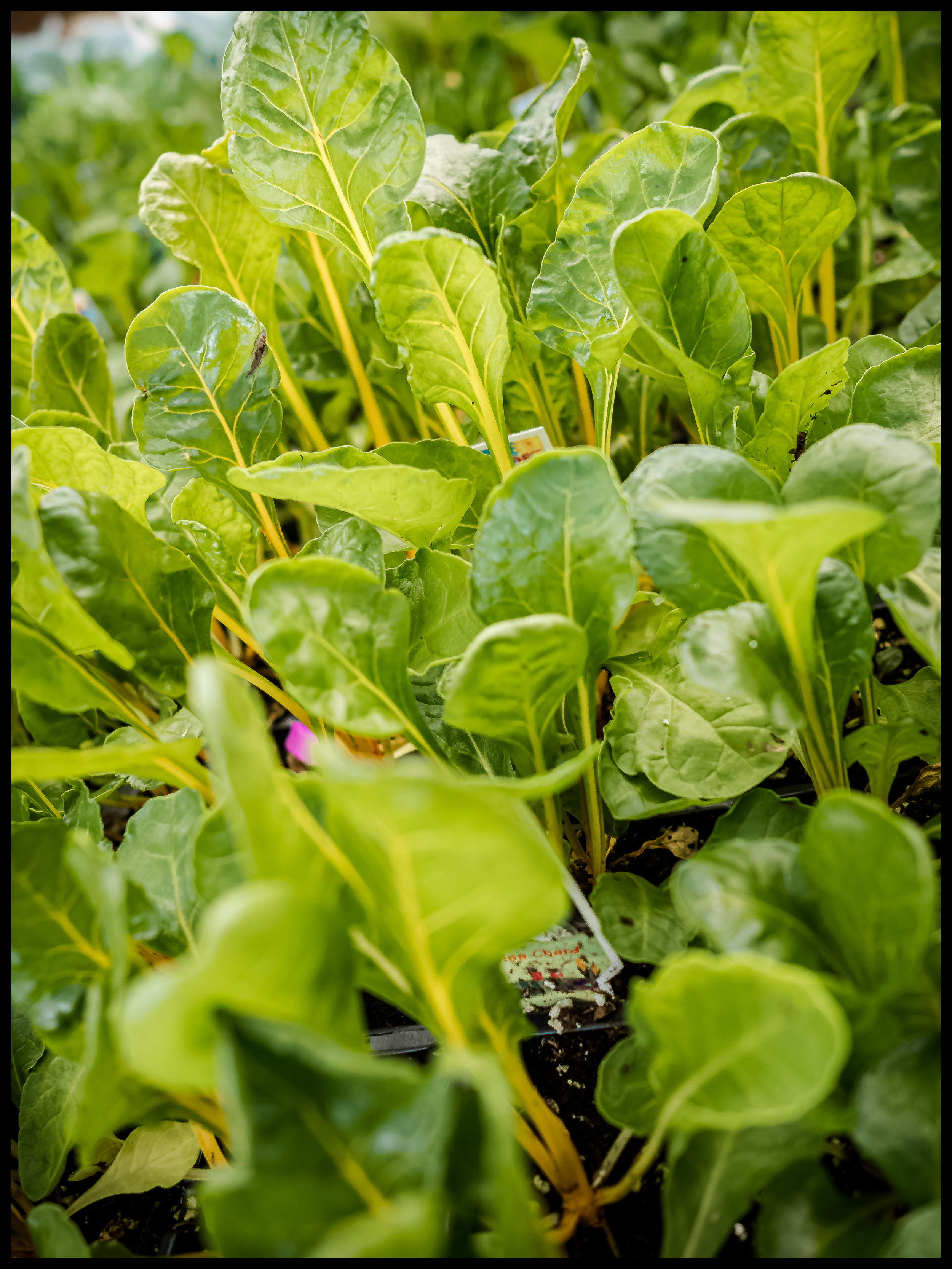 Swiss Chard pairs with a variety of vegetables and makes for a great base in any healthy sauté