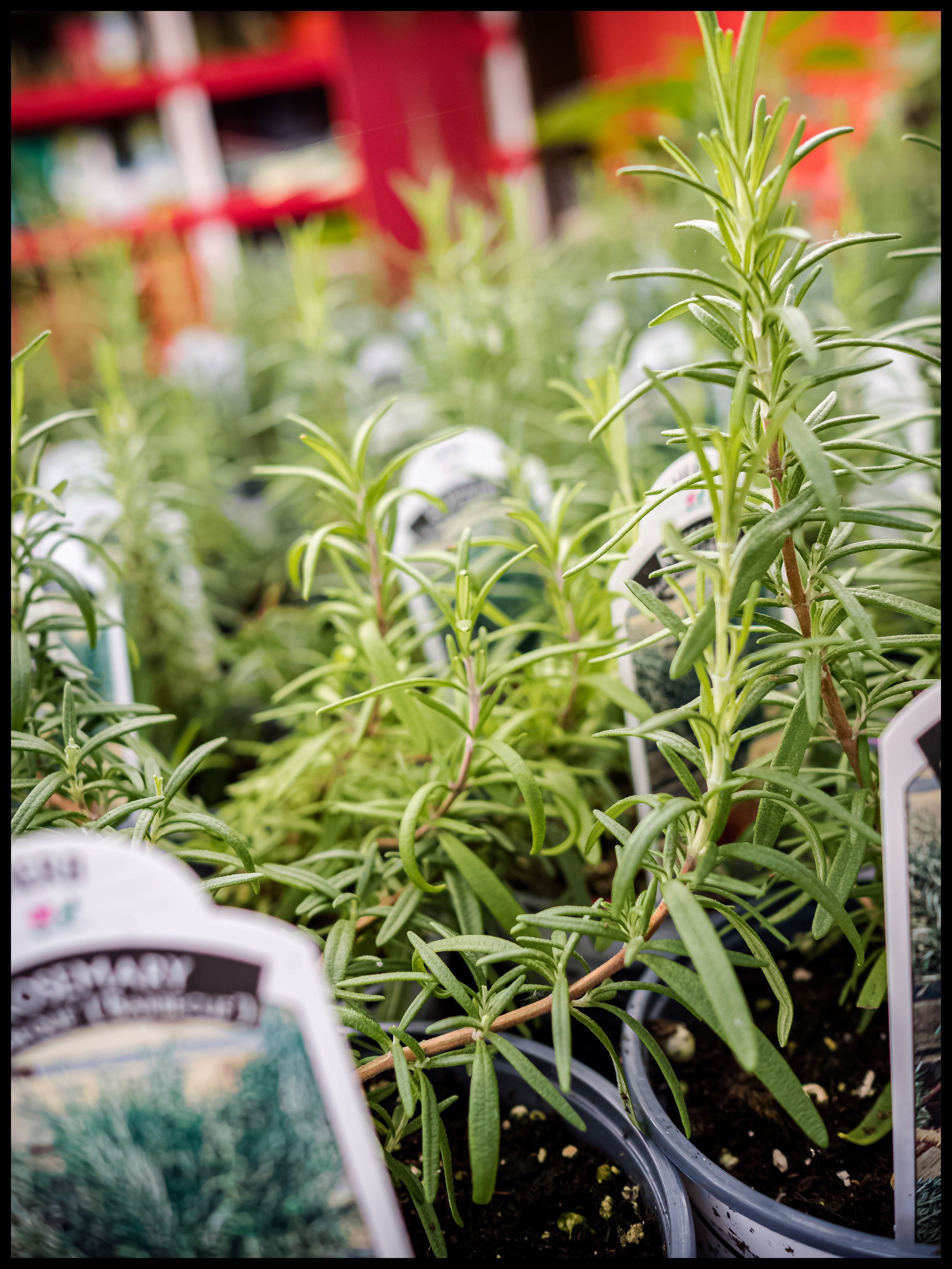 Rosemary is a very versatile herb that goes very well with Vegetables, especially potatoes