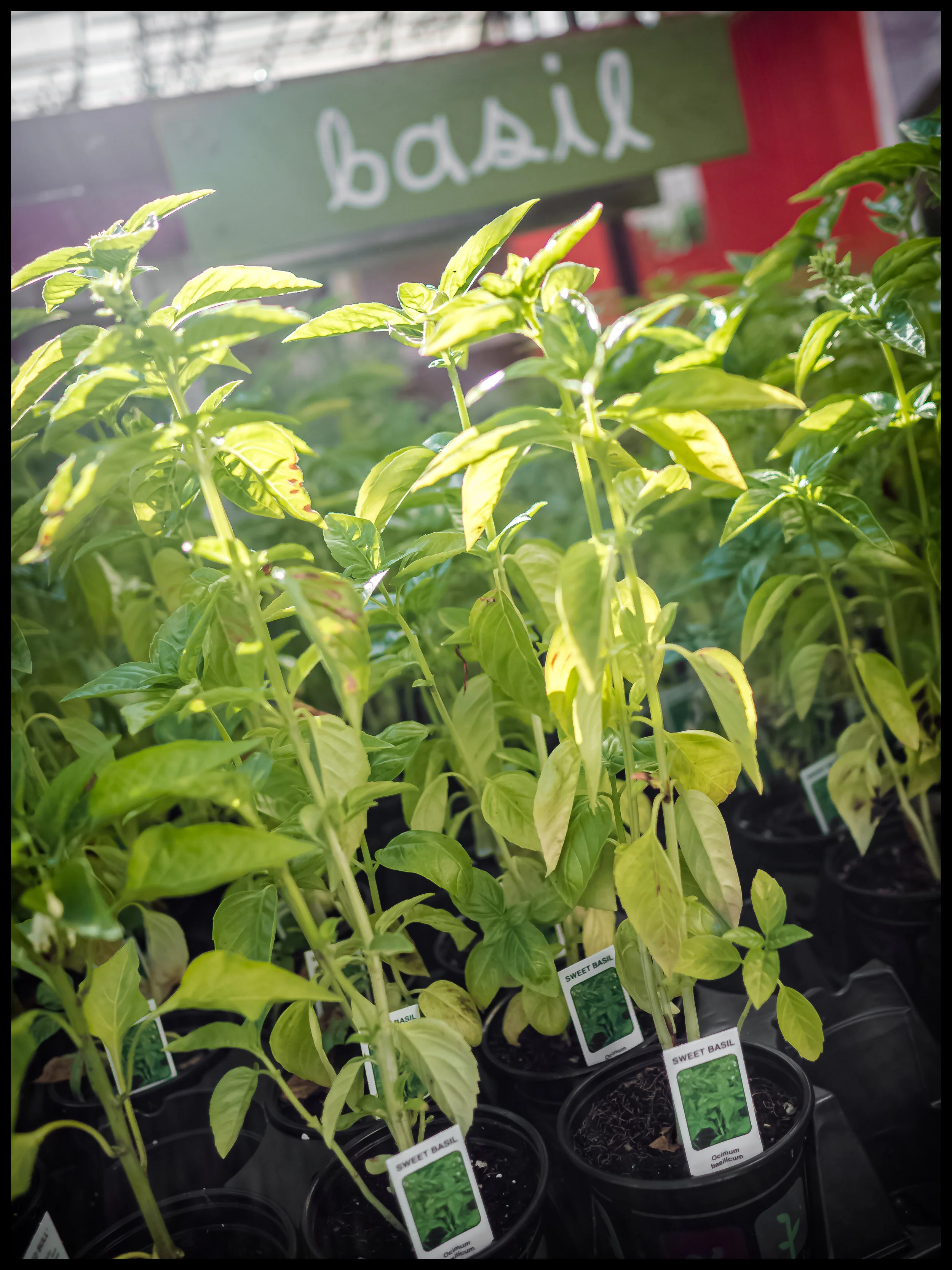 Basil being the heart of Italian food completes all sauces and can accent most dishes